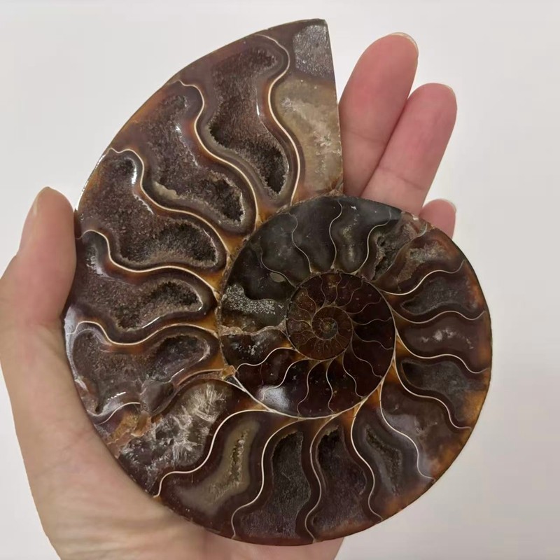 top! Natural ammonite fossil conch Crystal specimen healing+stand 1PC 200g+
