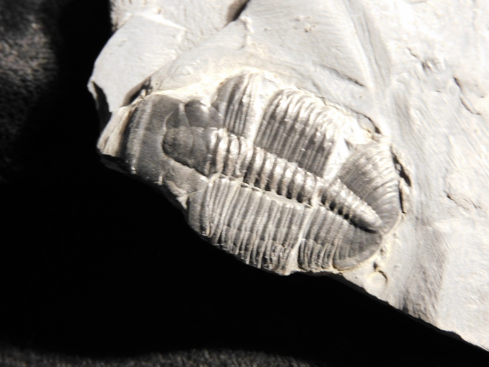 TRILOBITE Fossil with an Anomalocaris BITE! From Cambrian Utah 147 *C