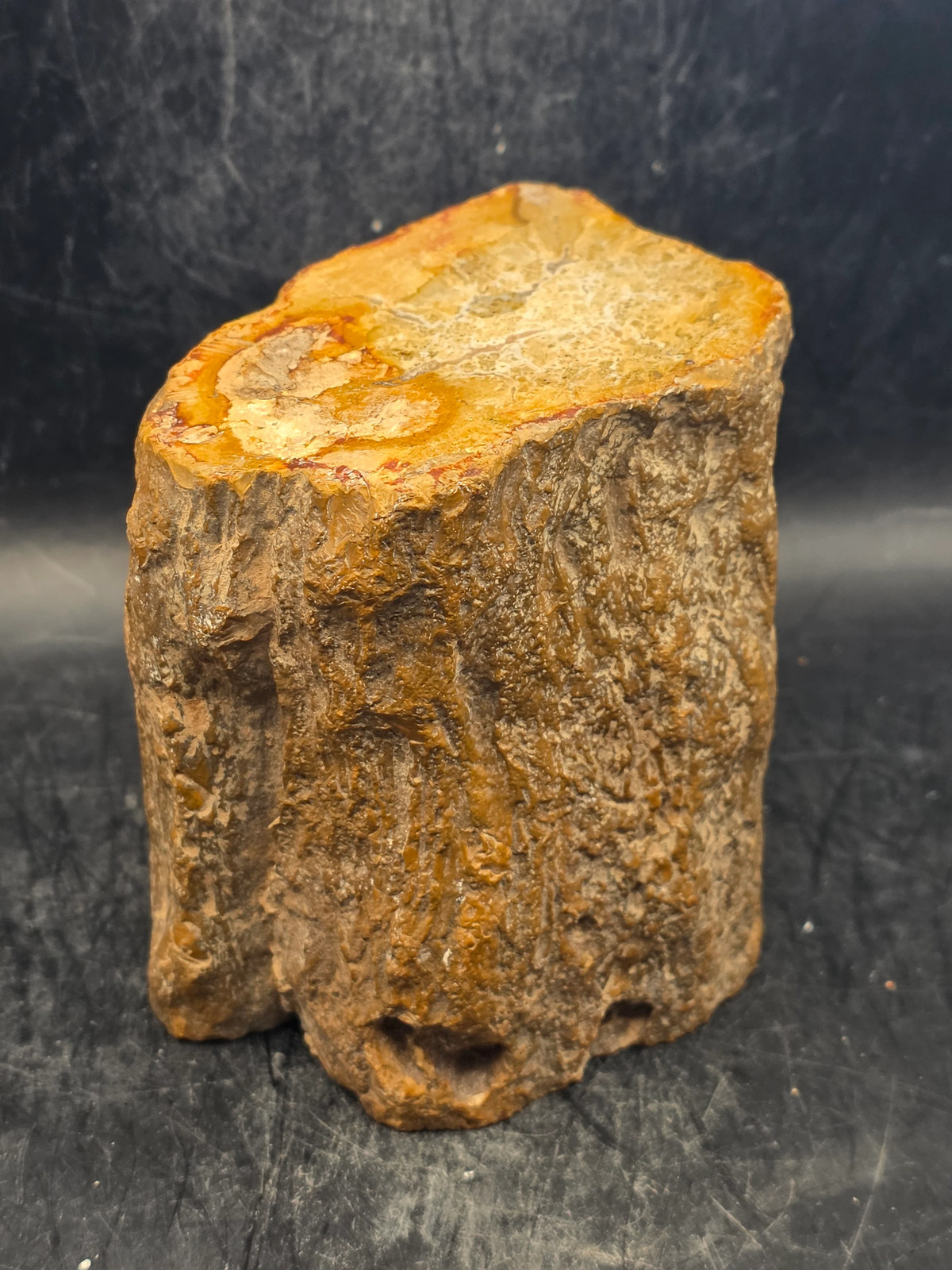 Petrified wood trunk! 1.15 pounds, 3.3 inches tall 3.3 inches wide
