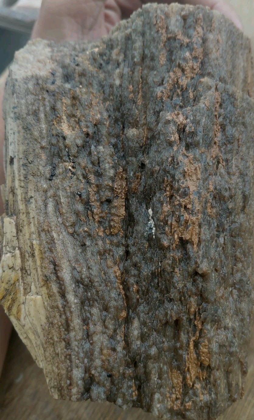 Petrified Wood 4lbs 9.5oz Limb Quartz Replaced Bark UV+ Henry Mountains UT Displ
