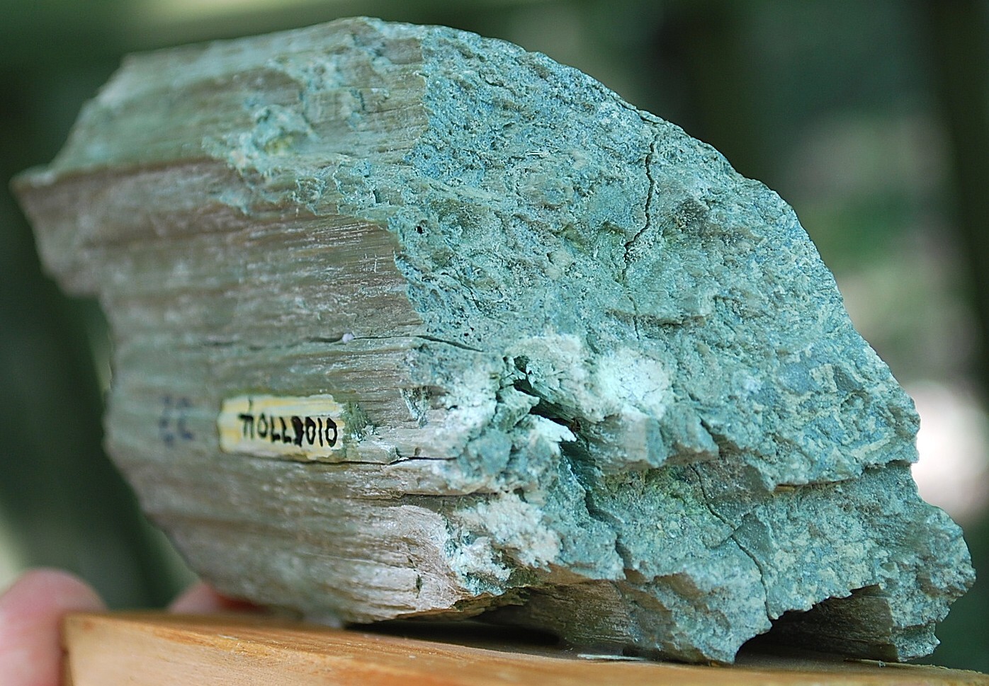 Natural GREEN SERPENTINE STONE Mineral MUSEUM NMBR SPECIMEN Quebec MOUNTED 4.25″