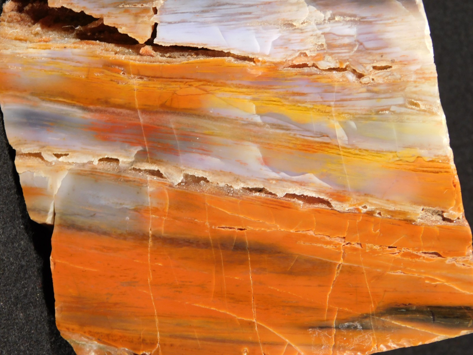 Big Free Standing Polished Deep RED Petrified RAINBOW WOOD Fossil Arizona 1791gr