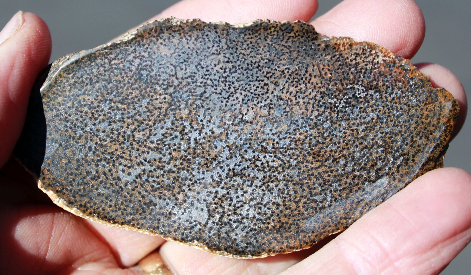 Petrified Palmwood • 2.0 oz. • Juab County, Utah