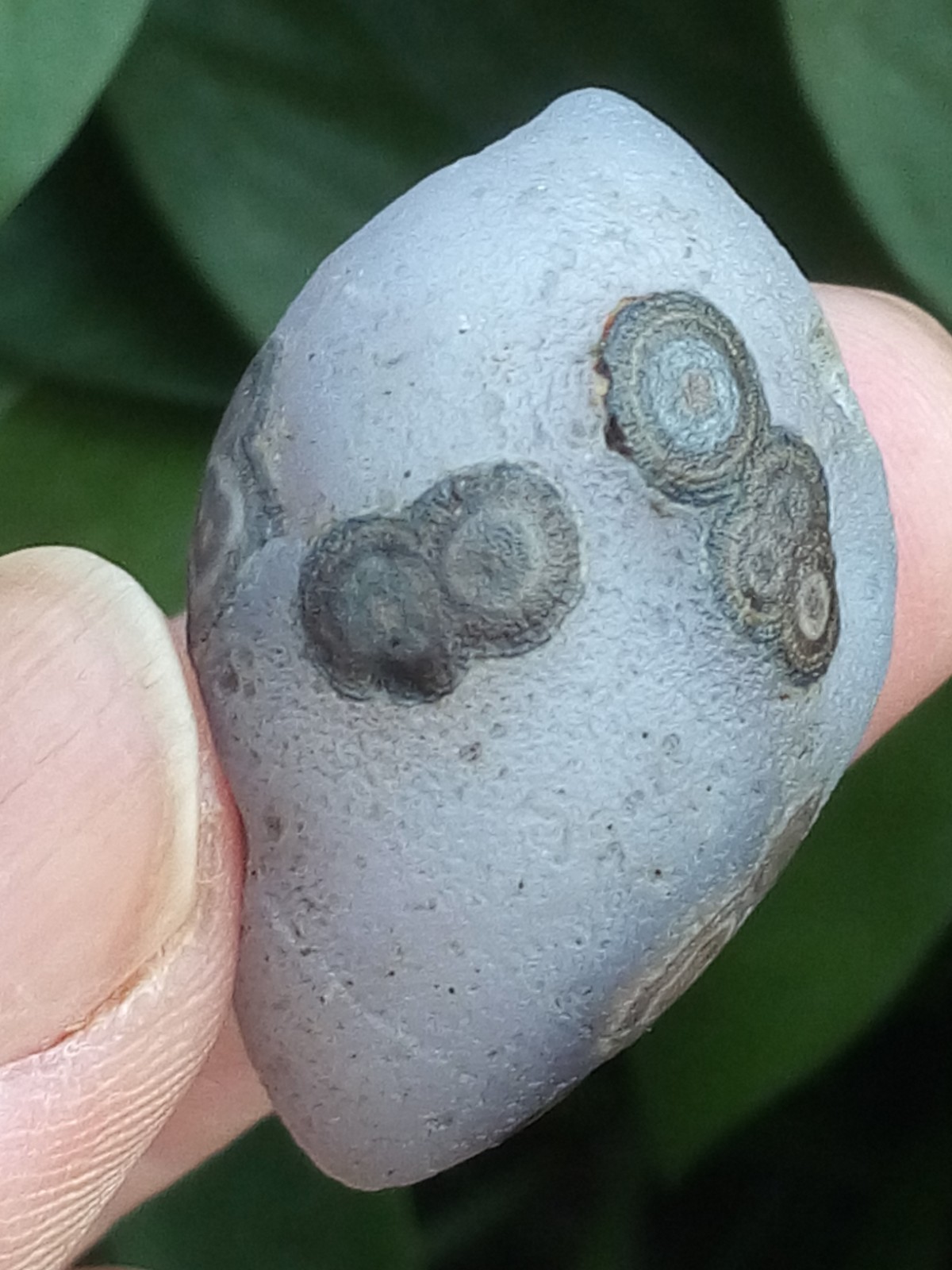 36mm Natural GoBi agate eye agate stone collection