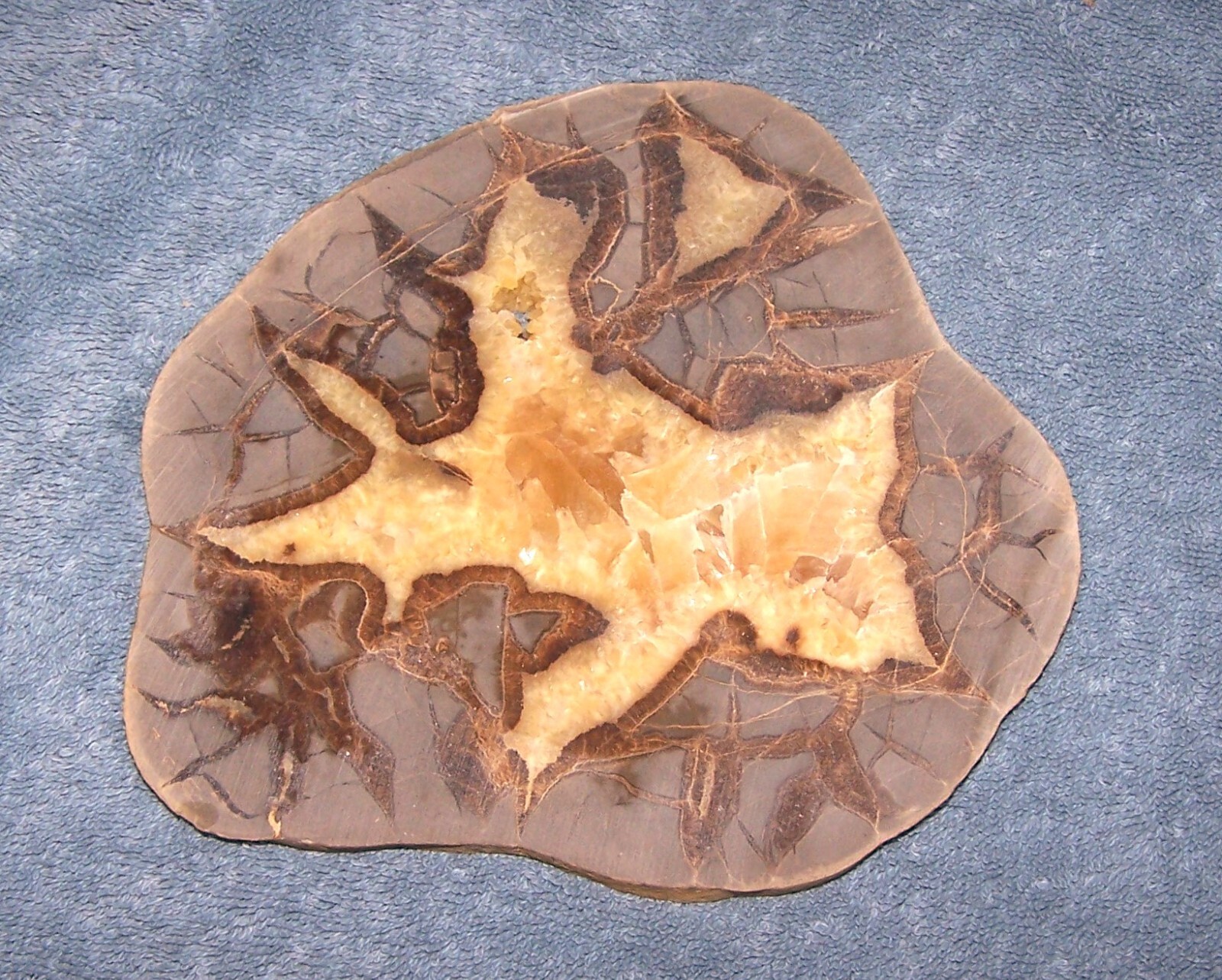 Septarian Nodule Slab 6″ 1/4″ Thick Unpolished