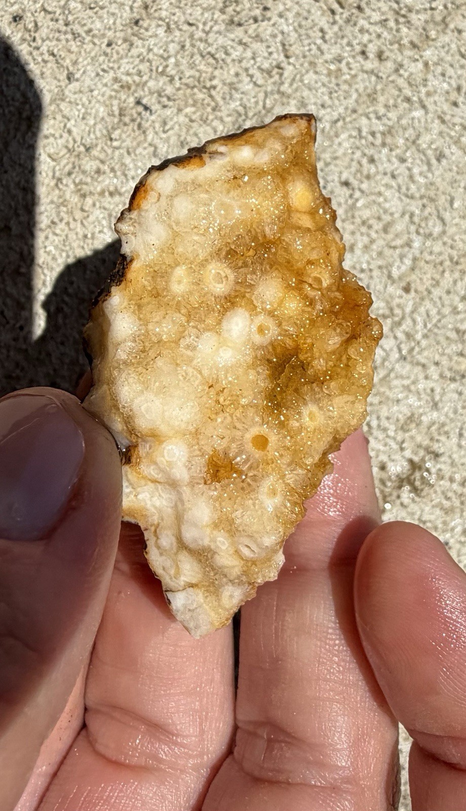 Kentucky Fossil Coral in Chalcedony/Quartz Natural Specimen – Raw Unpolished