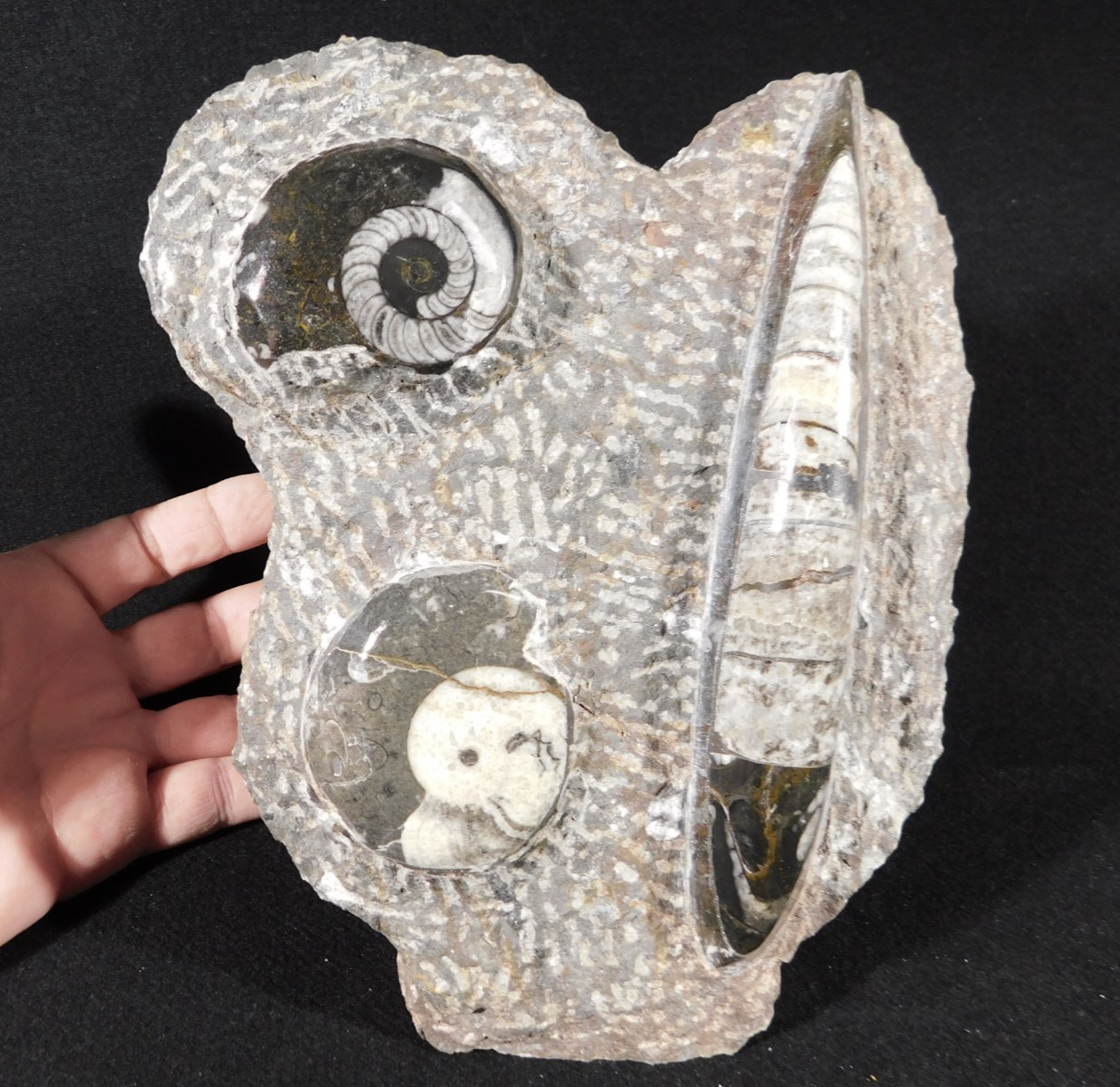 TWO! FREE Standing Polished Goniatite Fossils and an Orthoceras Morocco 1838gr