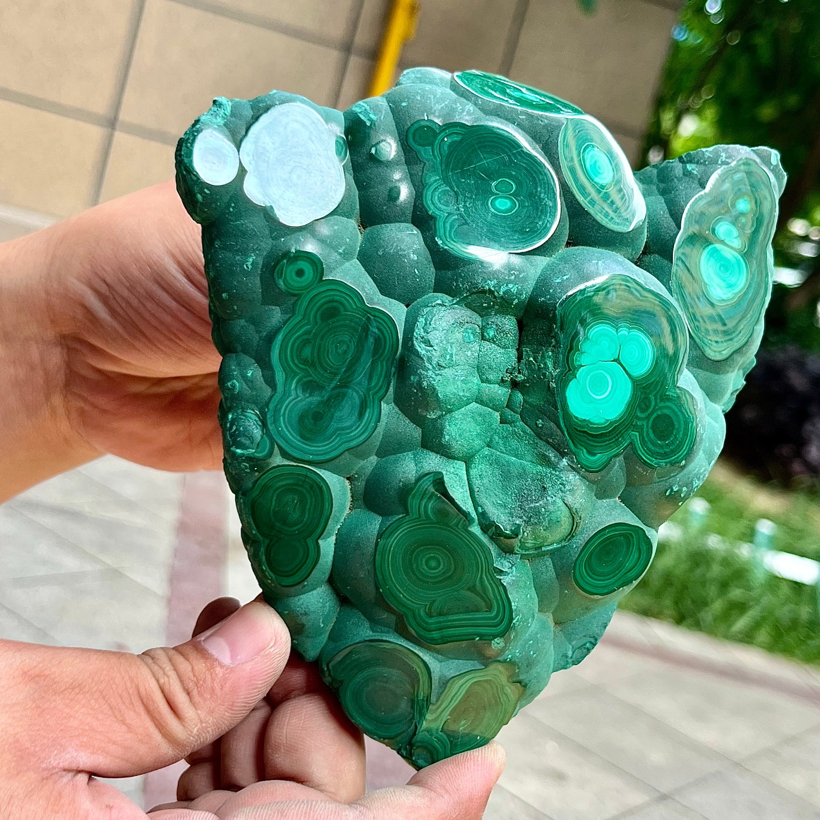 2.2 lb Eye Pattern Malachite Partially Polished Freeform Raw Back Specimen