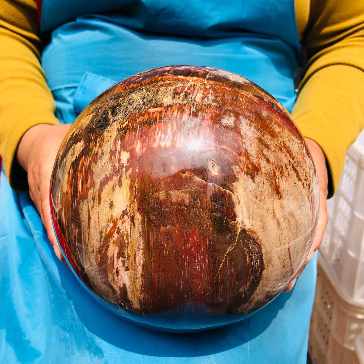 16.1LB Rare Natural Petrified Wood Ball Crystal Quartz Mineral Healing 4708