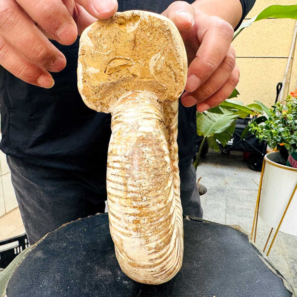 5.25LB Rare Large Natural Polished Natural Conch Fossil Specimens of Madagascar