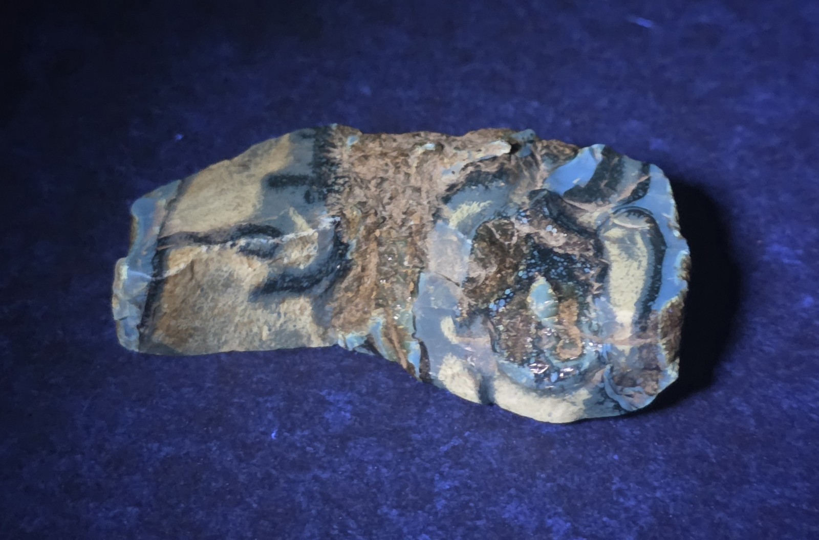 Polished Blue Amber | UV Reactive Amber Indonesia B116