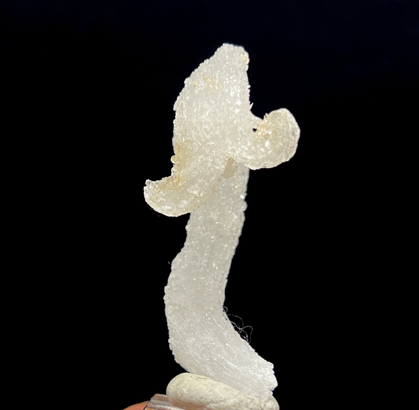 62mm ‘Ram’s Horn’ shape Selenite (Gypsum), Natural Mineral Specimen