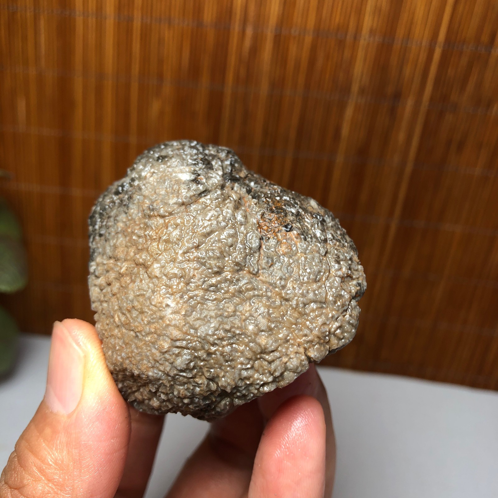 56mm Rare Rugose Coral Slab original Actinocyathus Morocco 133g A9418