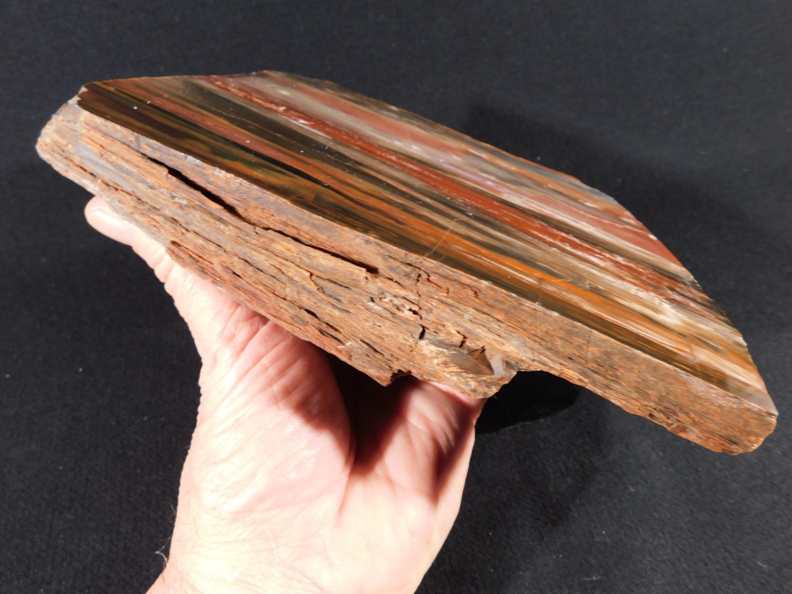 Big! 210 MILLION Year Old! Polished Petrified RAINBOW WOOD Fossil Arizona 1960gr
