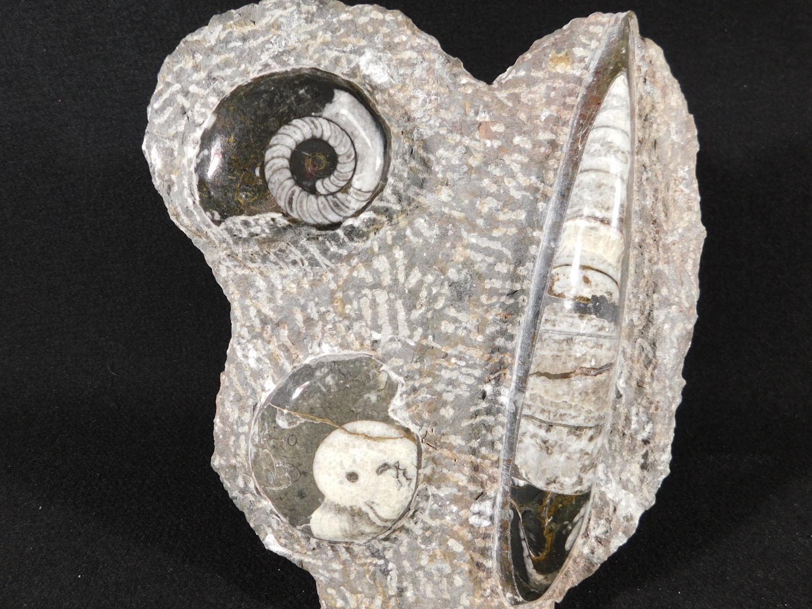 TWO! FREE Standing Polished Goniatite Fossils and an Orthoceras Morocco 1838gr