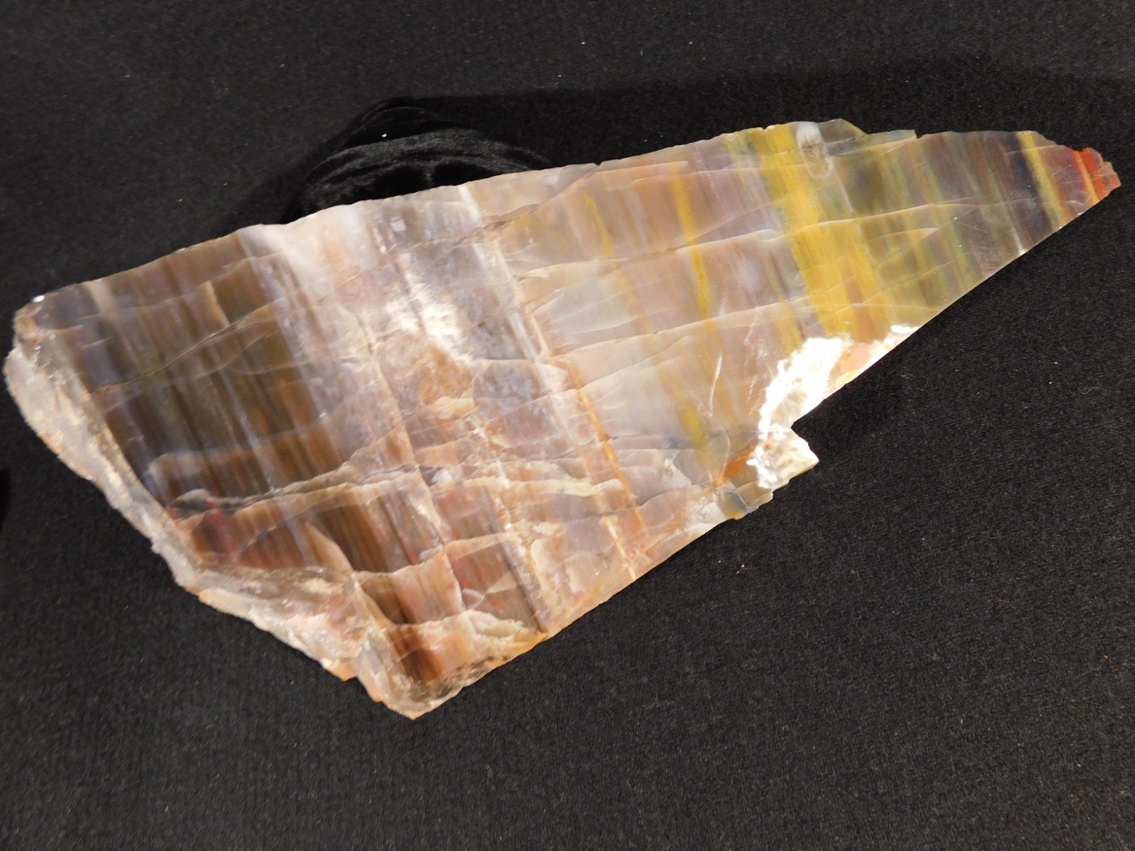 Larger 210 Million Year Old! Polished Petrified WOOD Fossil Slab Arizona 925gr