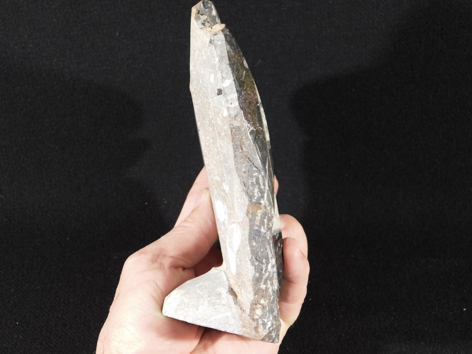 TWO! FREE Standing Polished Goniatites and TWO Orthoceras Fossils Morocco 1121gr
