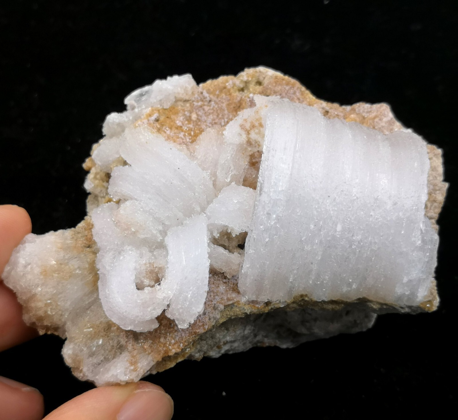 84mm ‘Ram’s Horn’ shape Selenite (Gypsum), Natural Mineral Specimen