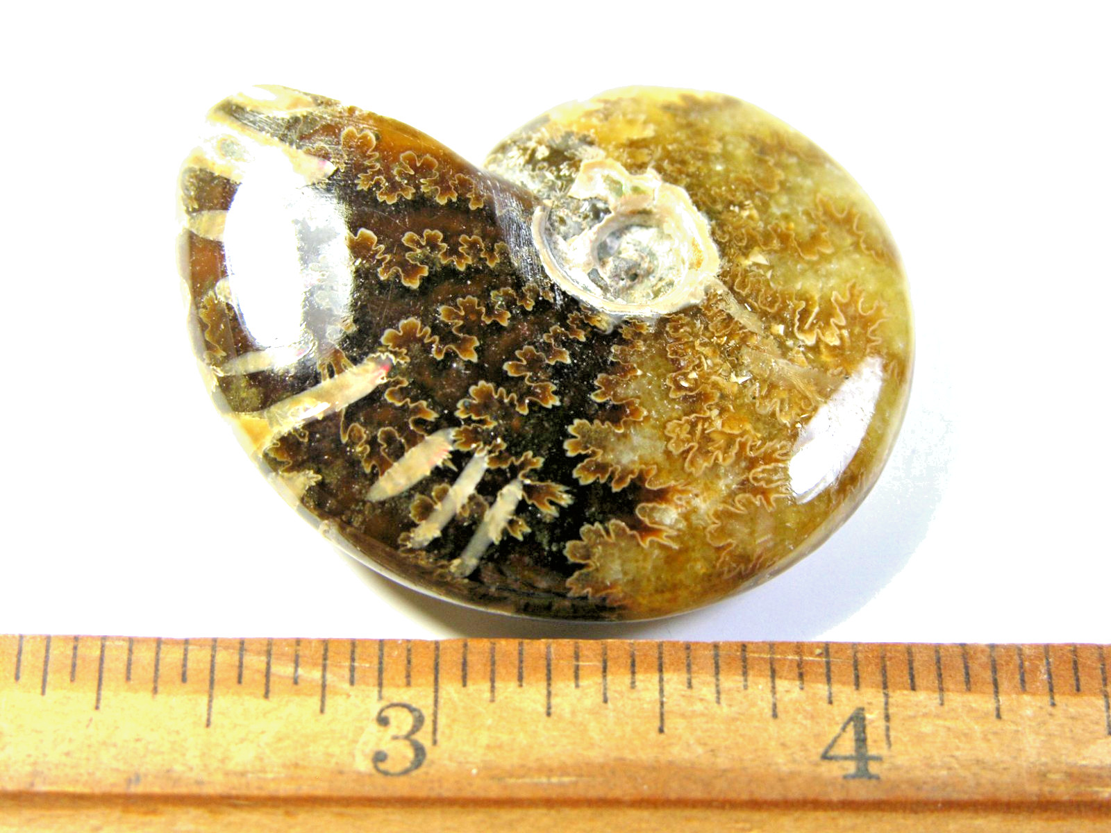 Ammonite fossil polished 1 1/2″ + showing suture &fire Madagascar ms44