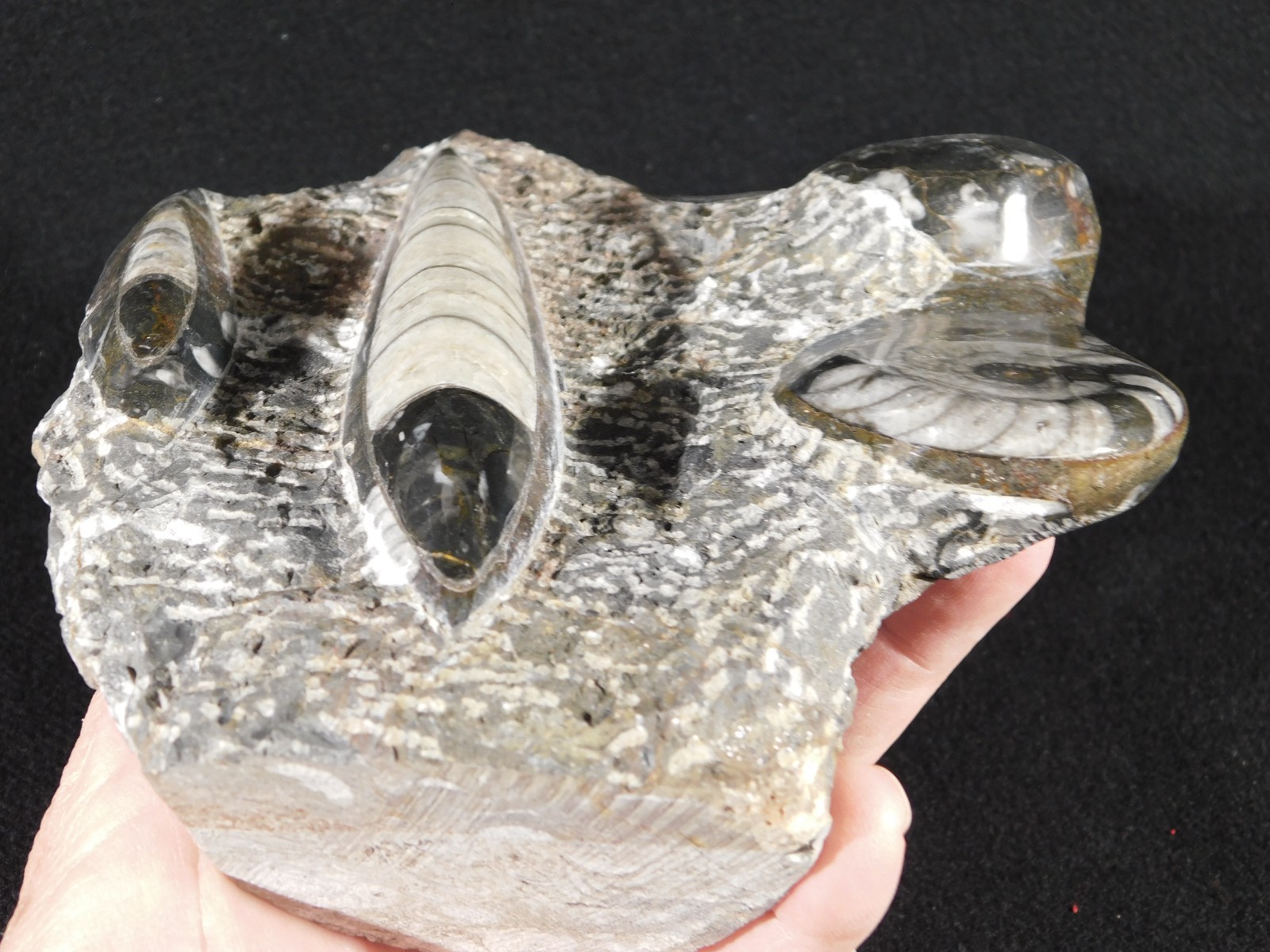 TWO! FREE Standing Polished Goniatites and TWO Orthoceras Fossils Morocco 1121gr
