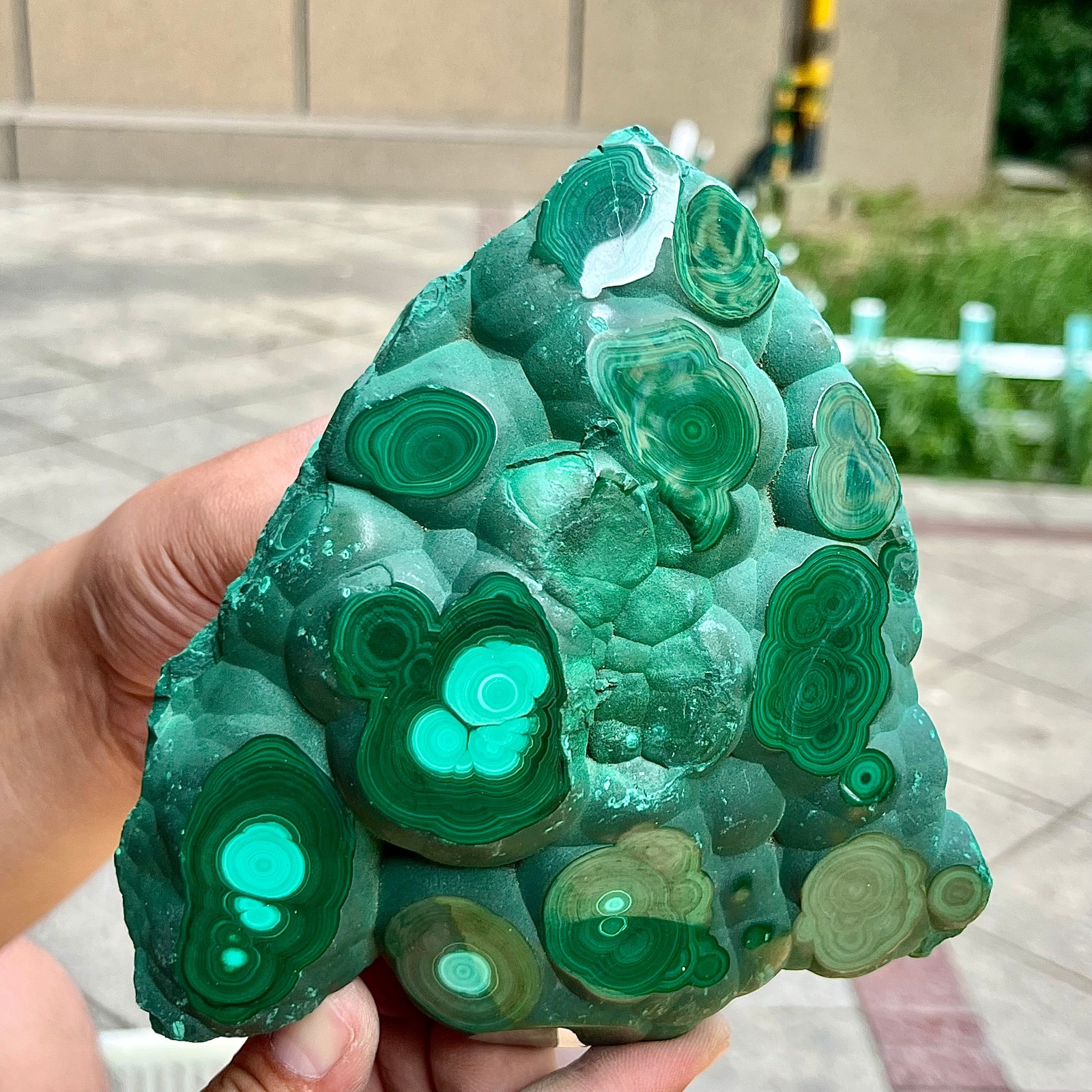2.2 lb Eye Pattern Malachite Partially Polished Freeform Raw Back Specimen