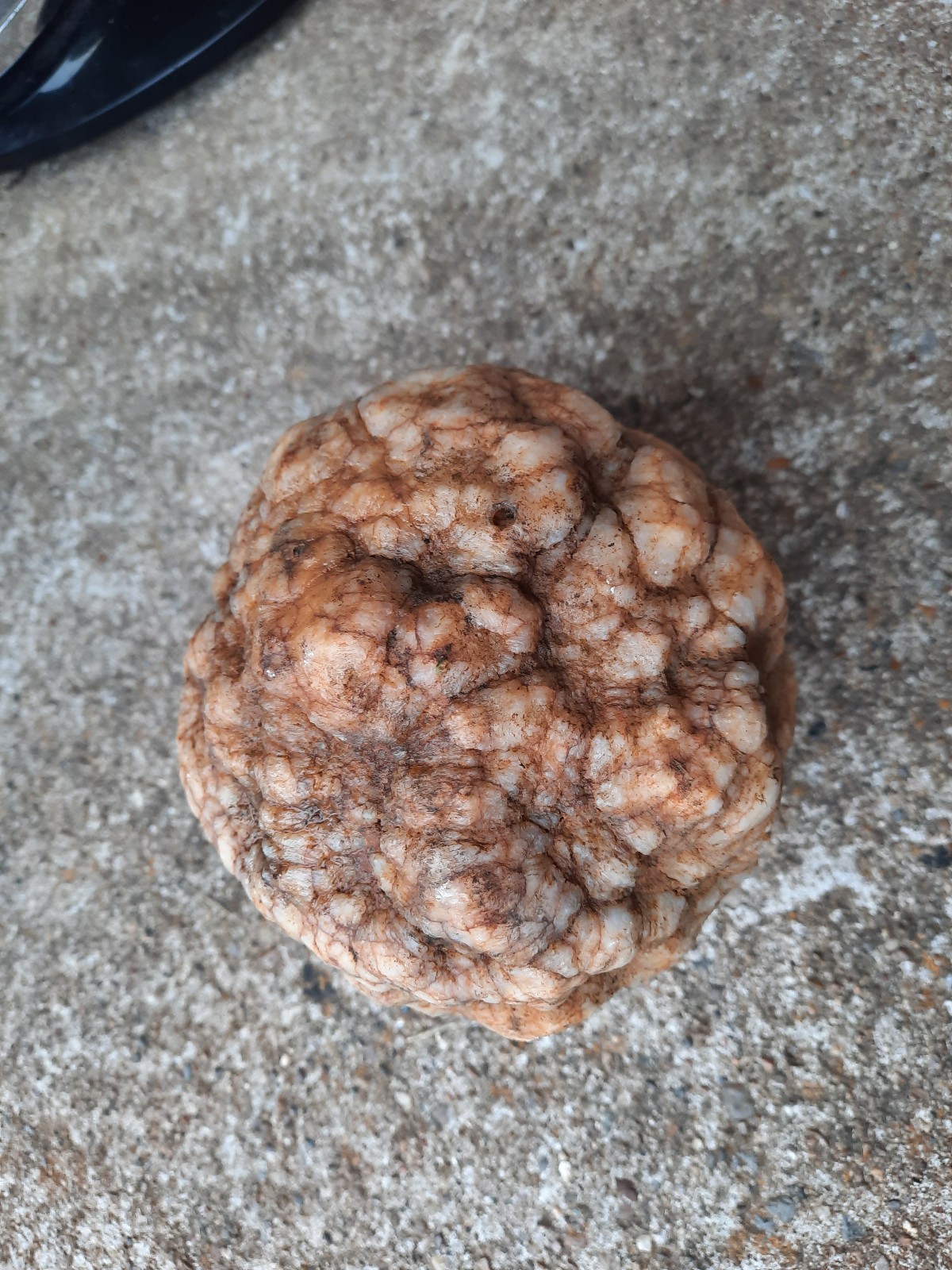4.5″ Unopened Southern Kentucky Rattler Geode. 2.7 lbs