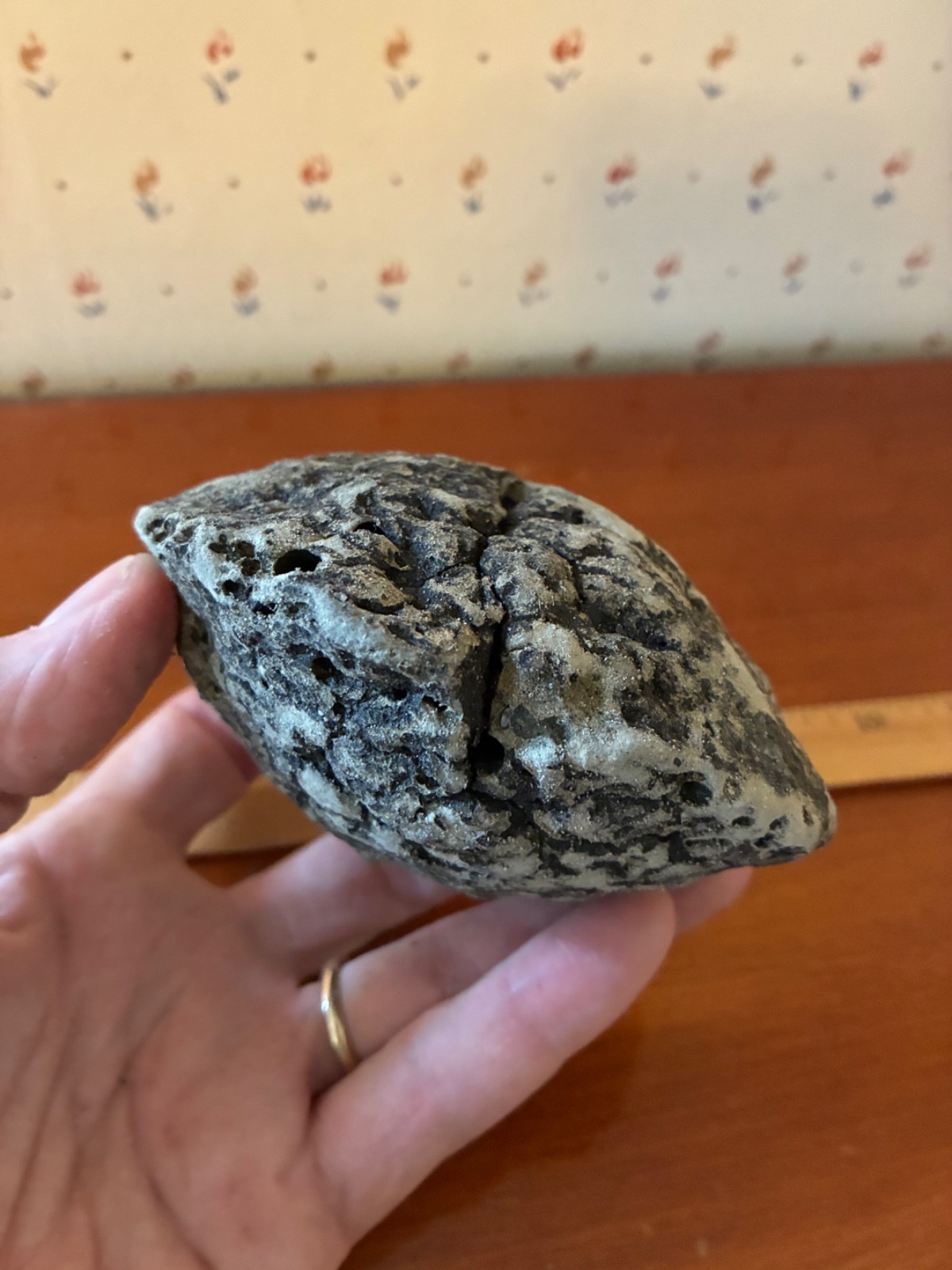 Giant Fossilized Clam Venice Beach Florida Scuba Dive Find 1-1/2 Pounds Fossil