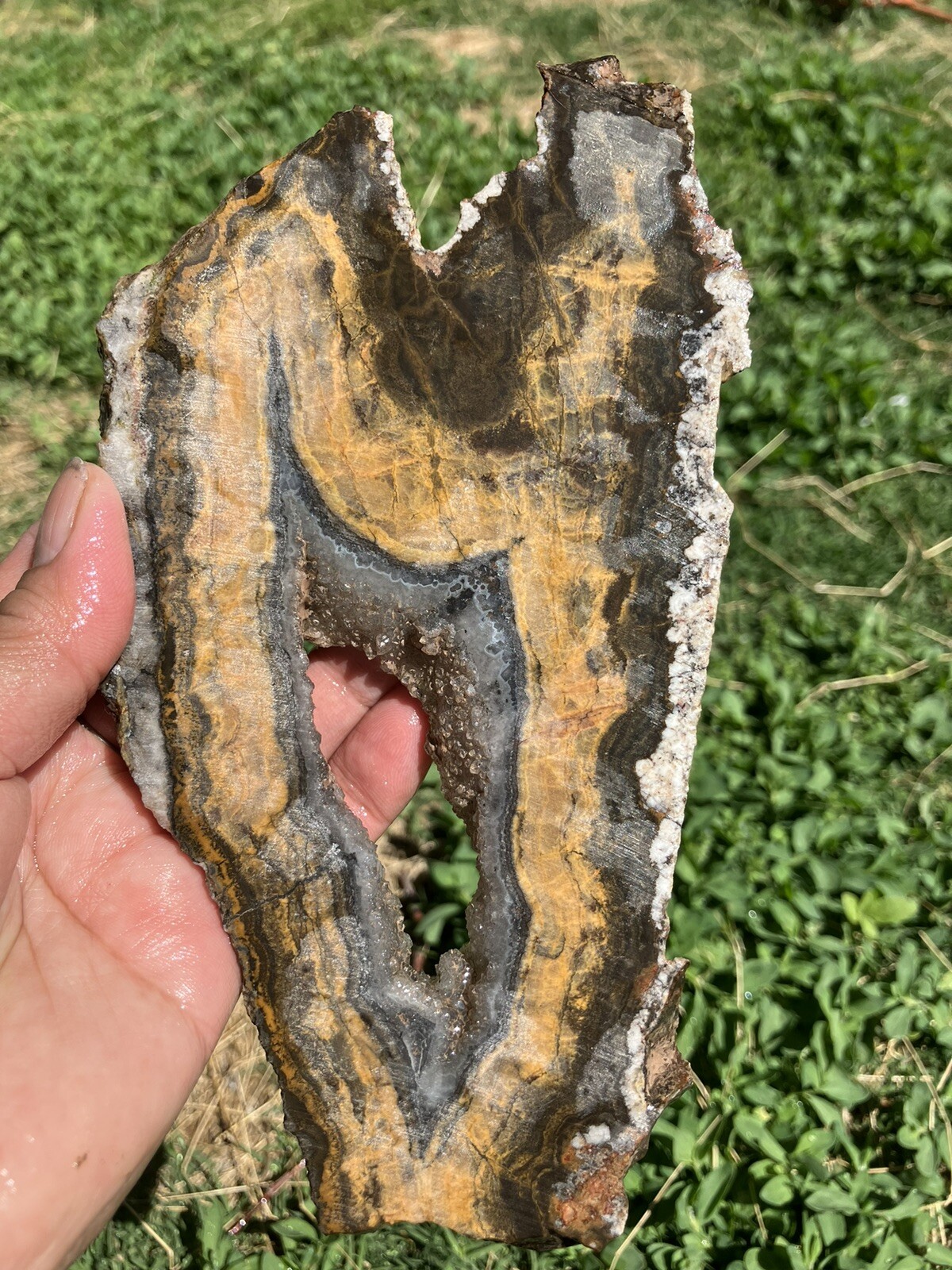 Black And Gold Agate Slab (New Mexico)