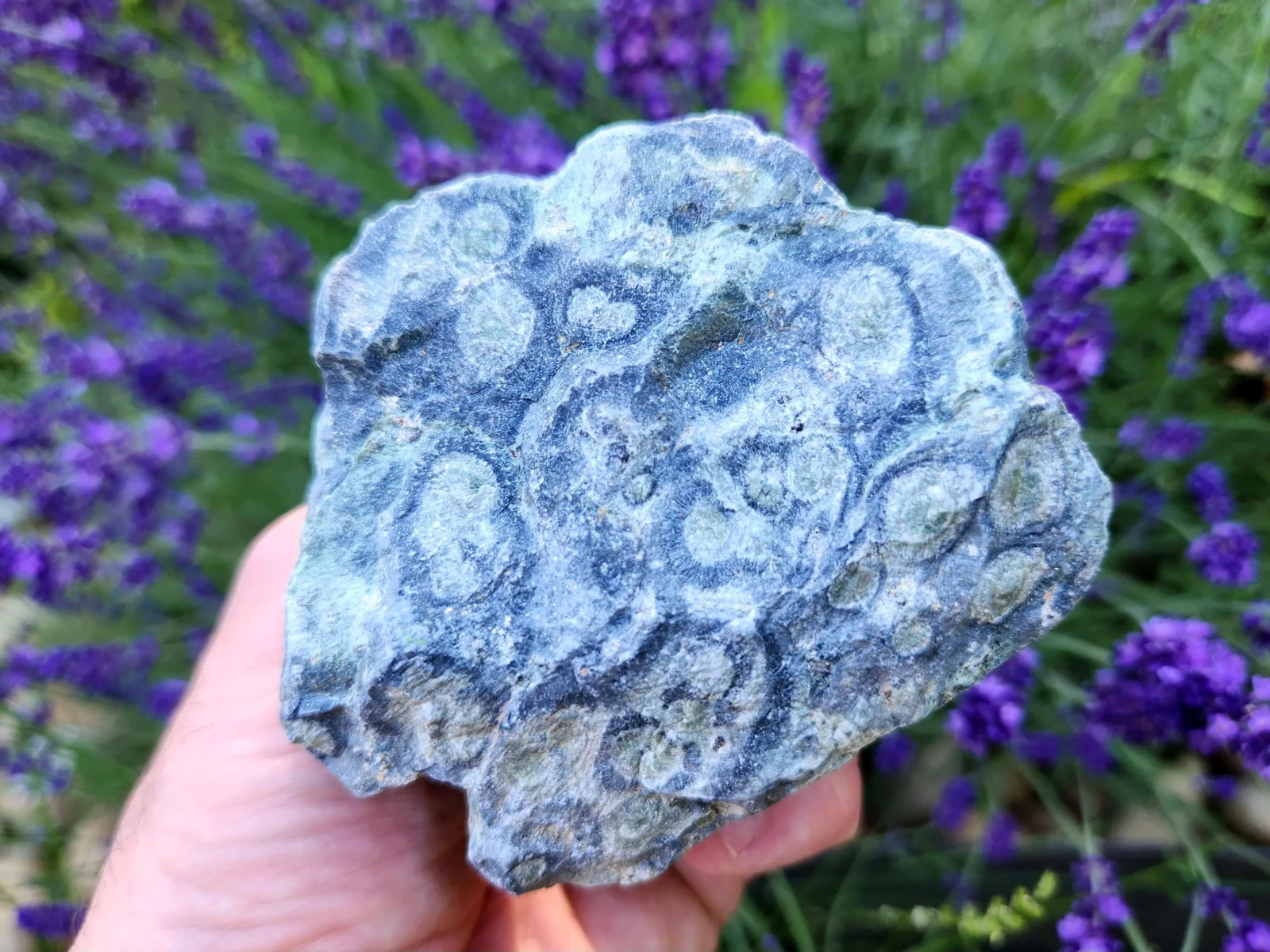 4.5 lbs Kambaba “Crocodile” Jasper – 5 Pieces – Ideal for Lapidary or Tumbling