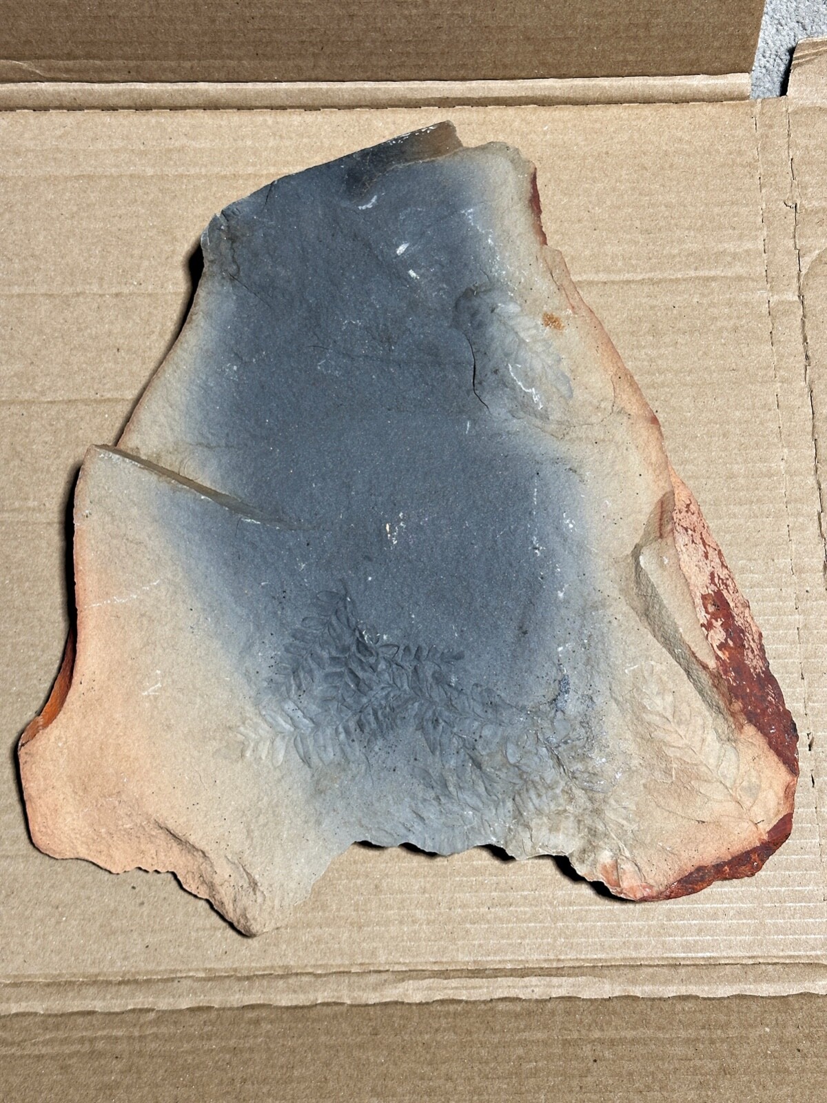 4lb 2oz Fern Fossil Red Sedimentary Shale