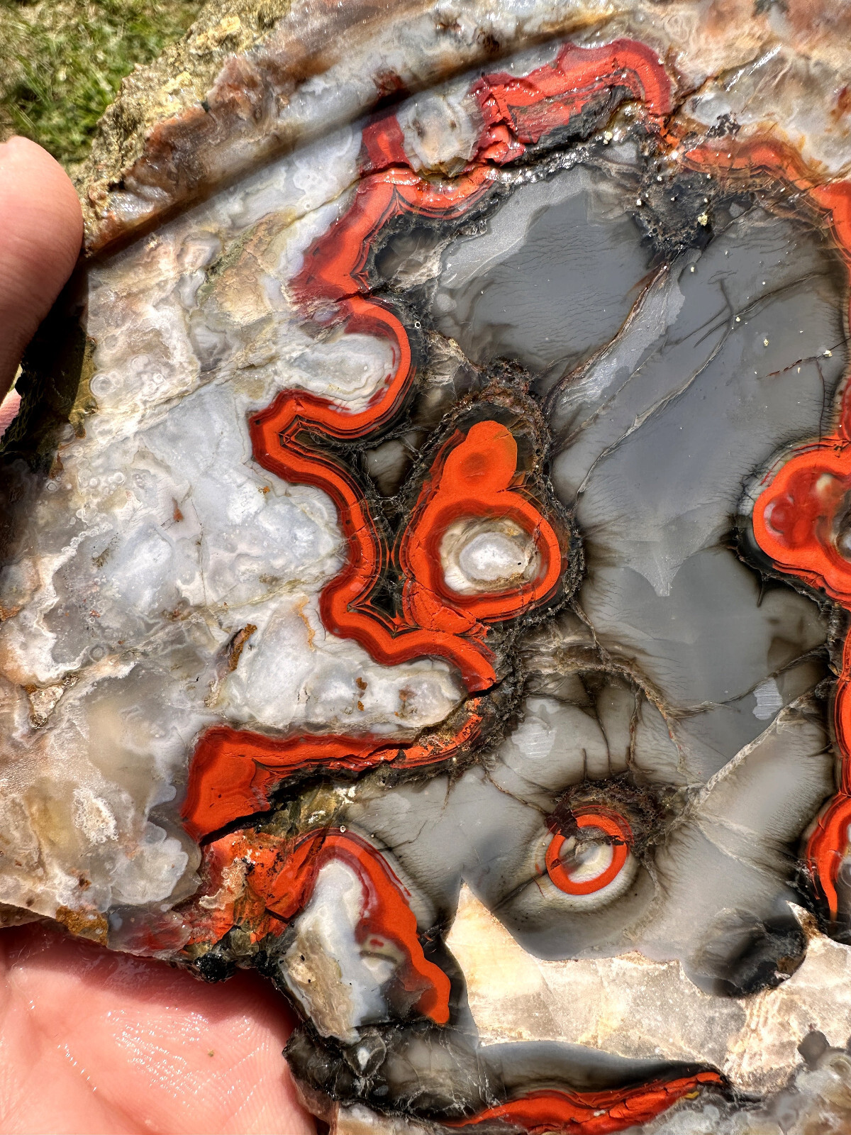 6 1/2 INCHES__Beautiful Imperial Kentucky Agate Slab from Estill County