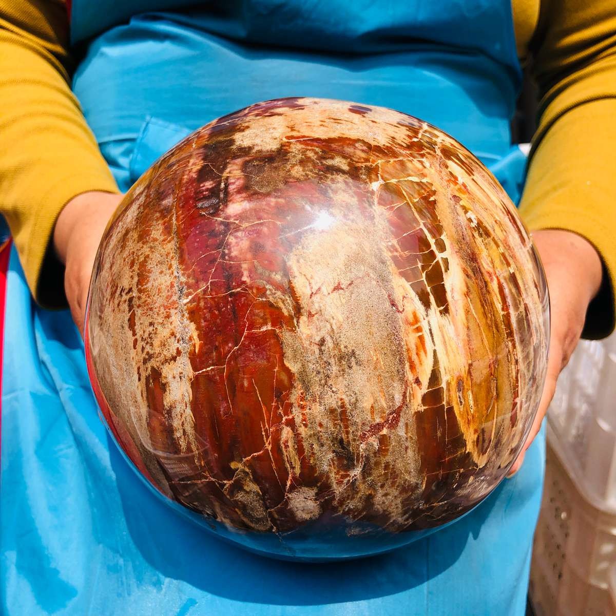 16.1LB Rare Natural Petrified Wood Ball Crystal Quartz Mineral Healing 4708