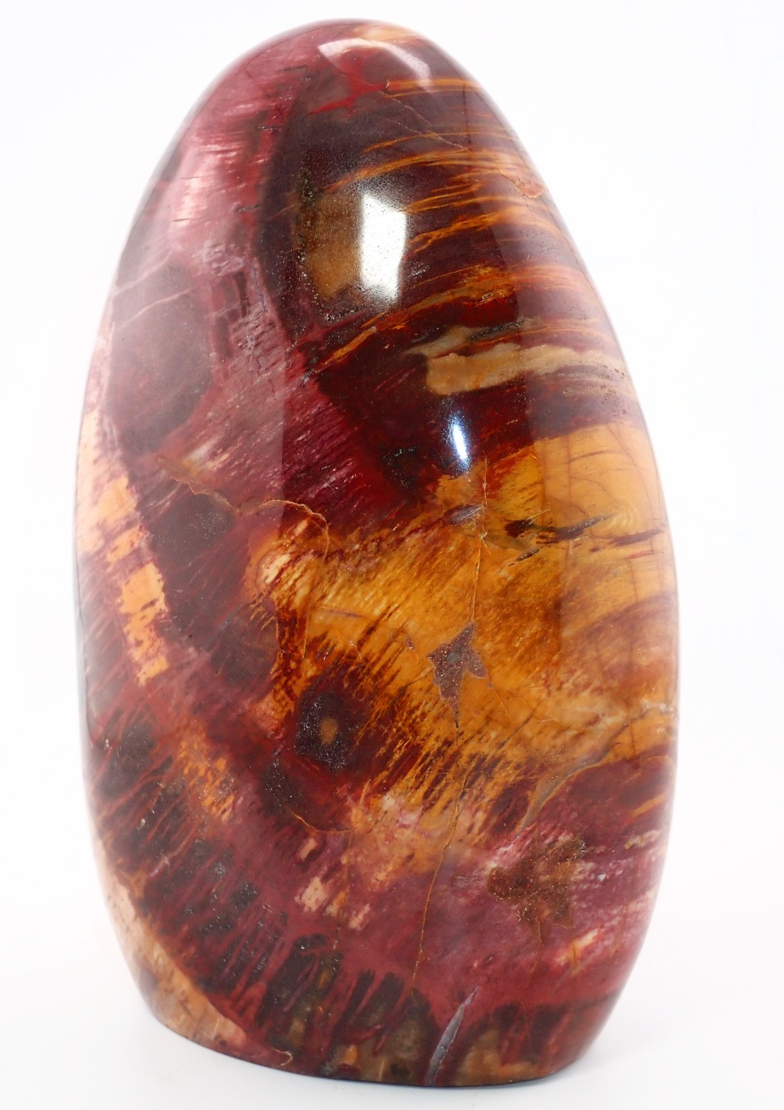 LARGE PETRIFIED RAINBOW WOOD POLISHED FREE-FORM, 7 INCHES TALL – 5 lb. 3oz