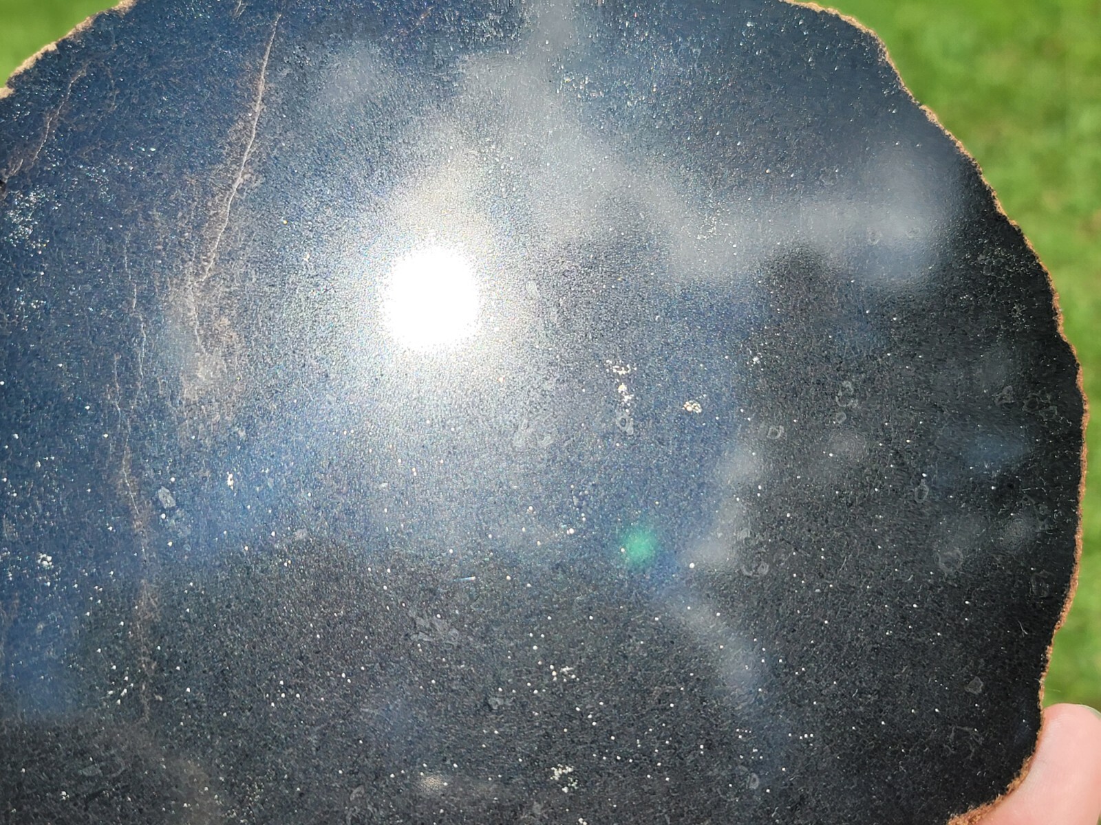 Tempskya Fossil Fern Polished Slab Utah