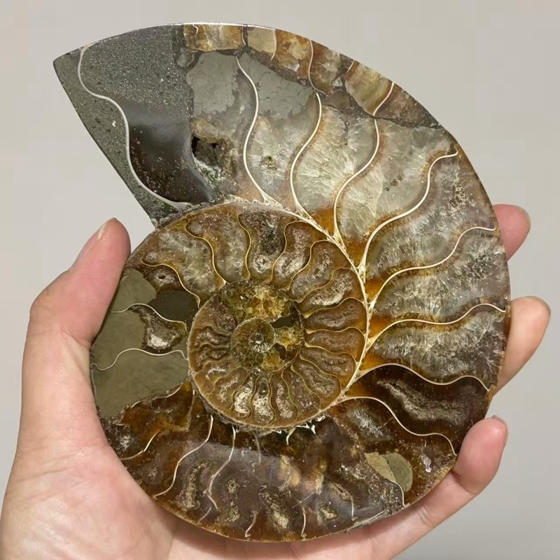 top! Natural ammonite fossil conch Crystal specimen healing+stand 1PC 200g+