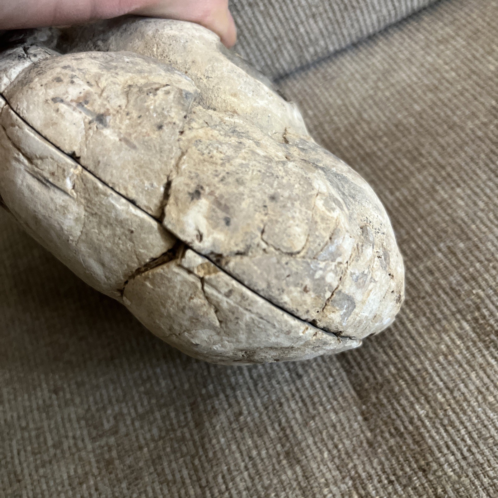 Larger Cut SEPTARIAN Nodule Half With a Lightning Like Pattern! Utah 2 Lbs