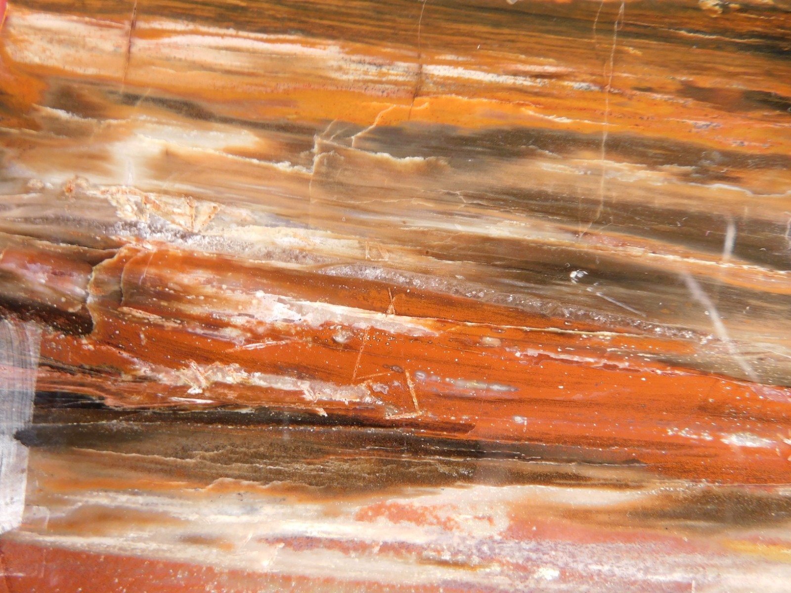 Big! 210 MILLION Year Old! Polished Petrified RAINBOW WOOD Fossil Arizona 1960gr