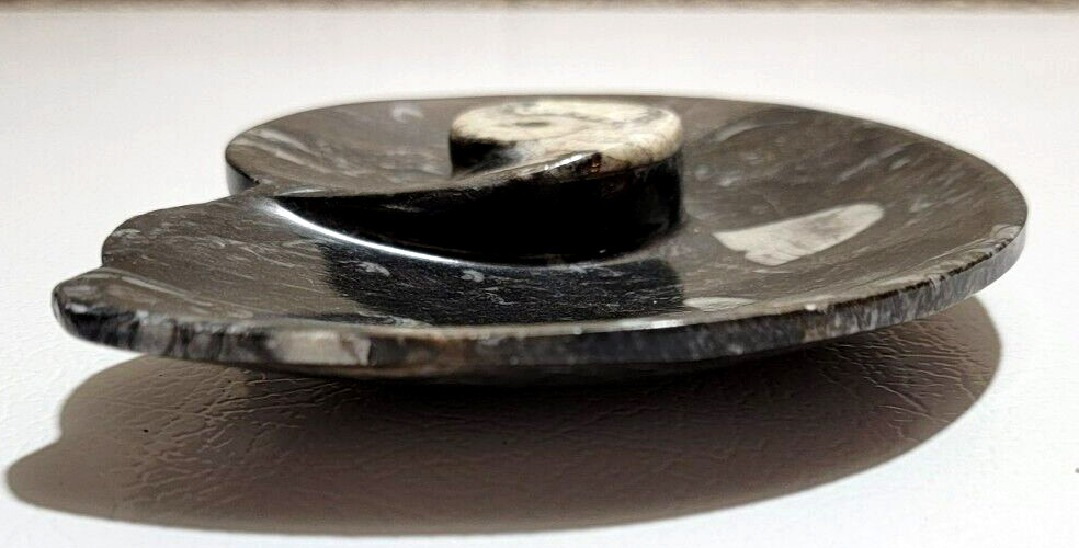 Polished Marble Orthoceras Fossil Shell Shaped Bowl