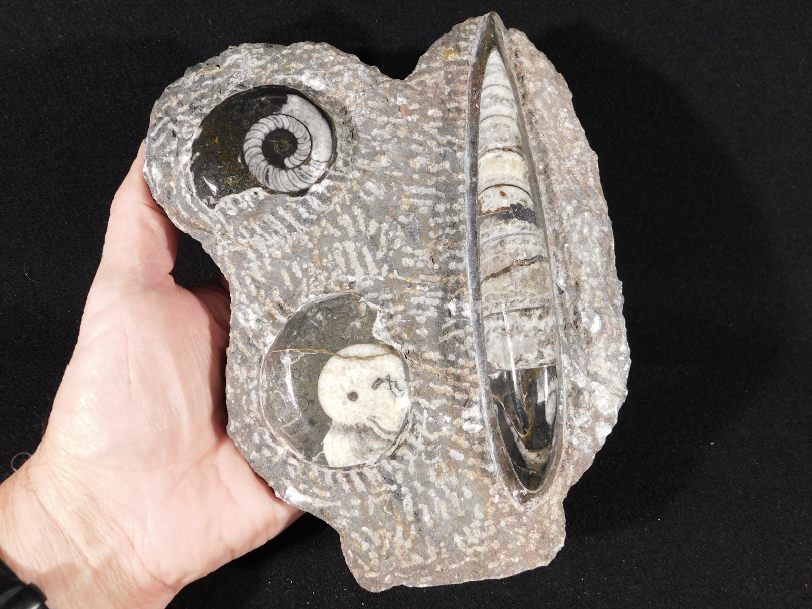 TWO! FREE Standing Polished Goniatite Fossils and an Orthoceras Morocco 1838gr