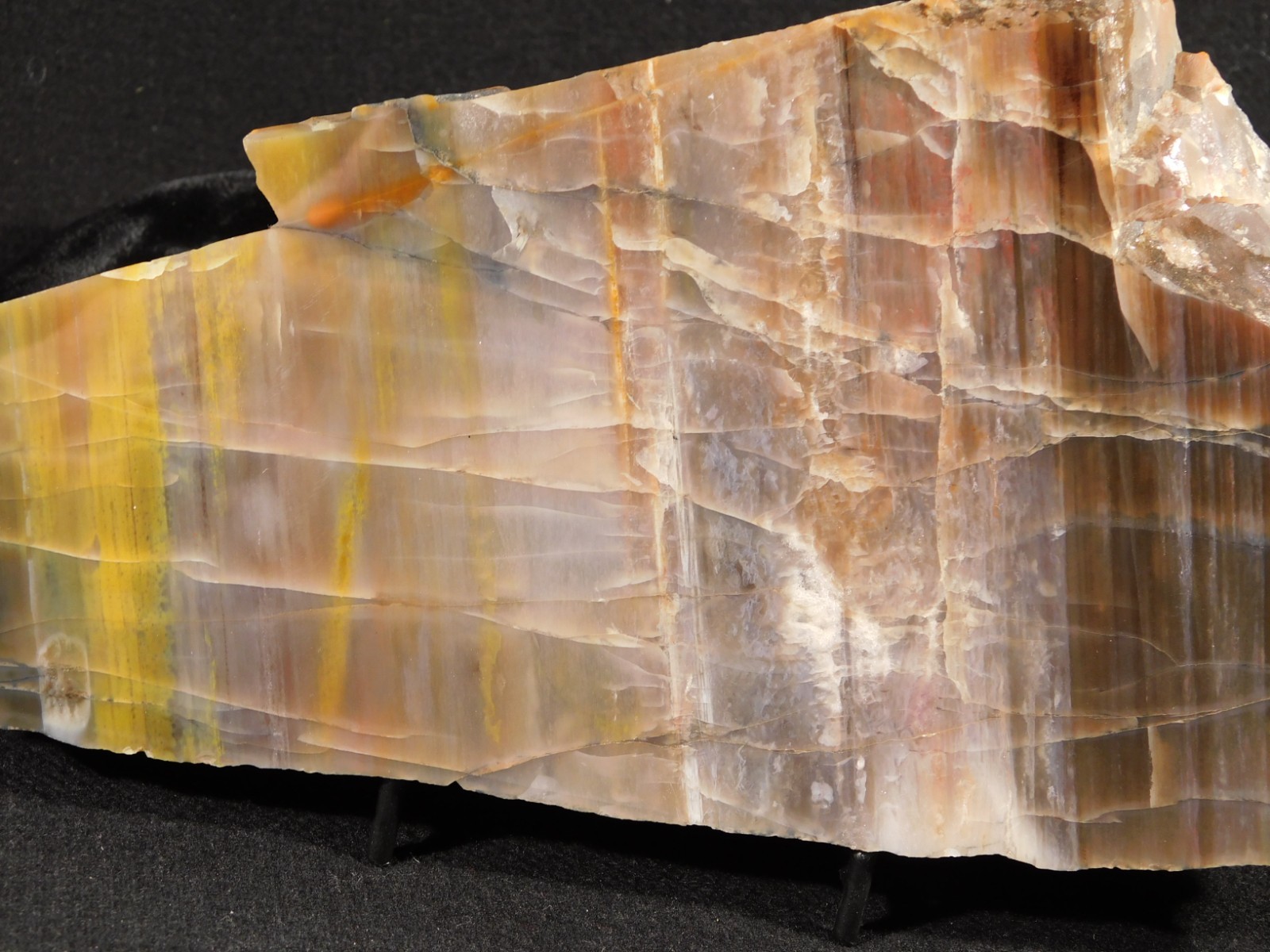 Larger 210 Million Year Old! Polished Petrified WOOD Fossil Slab Arizona 925gr