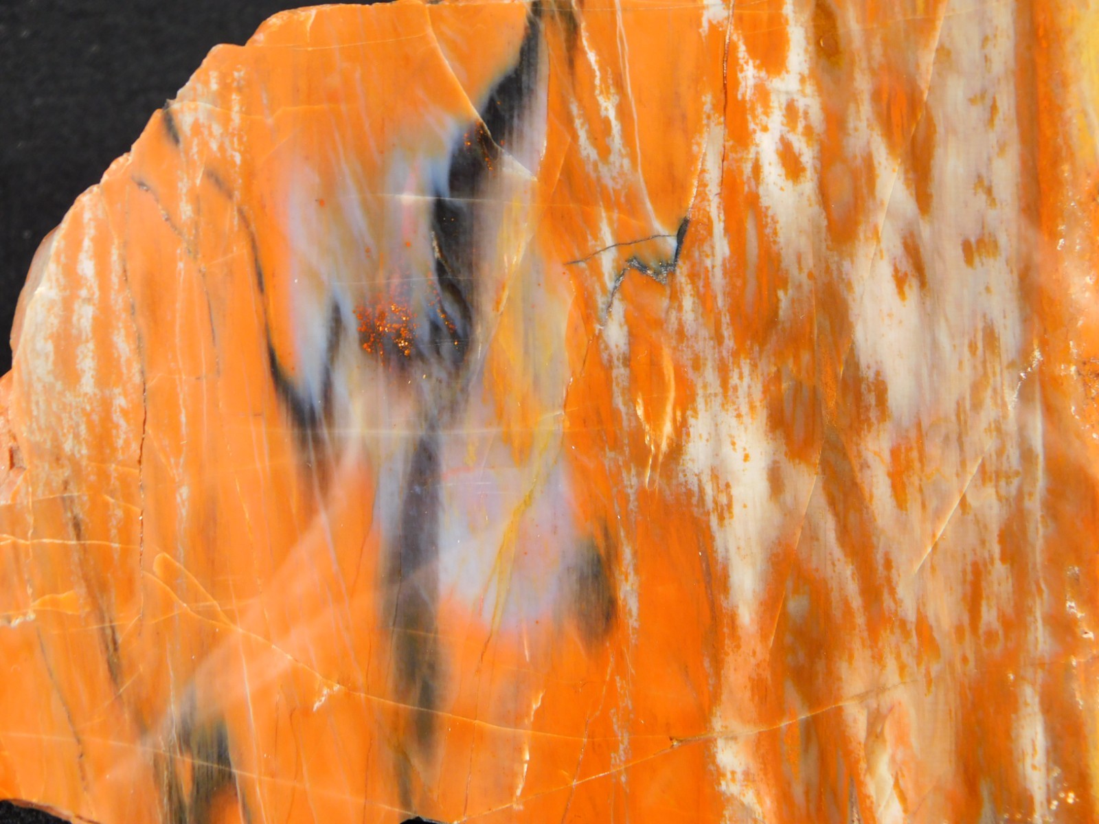 Colorful Polished Petrified WOOD RAINBOW Fossil Slab Arizona 752gr