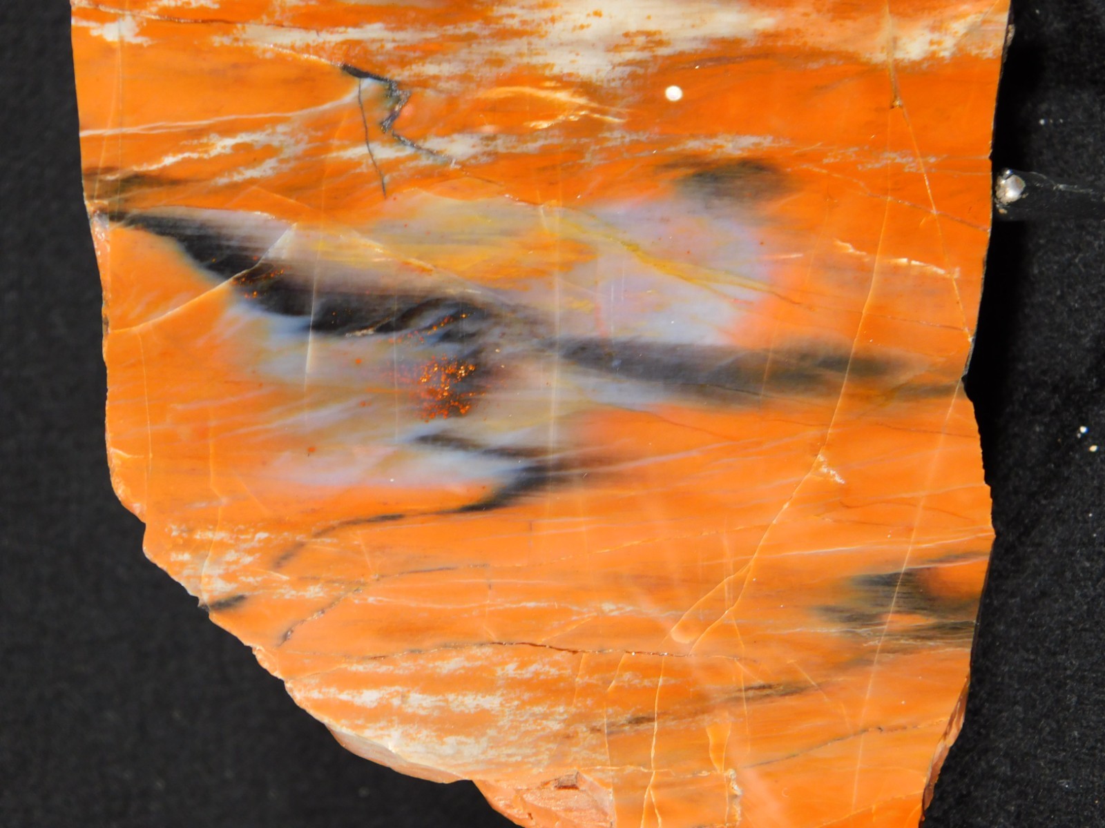 Colorful Polished Petrified WOOD RAINBOW Fossil Slab Arizona 752gr
