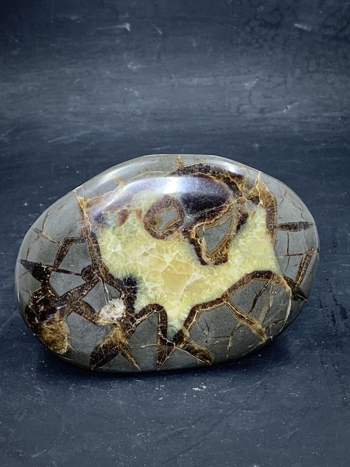 Septarian Nodule, Dragon Stone,End cut ( Utah ), Description Card