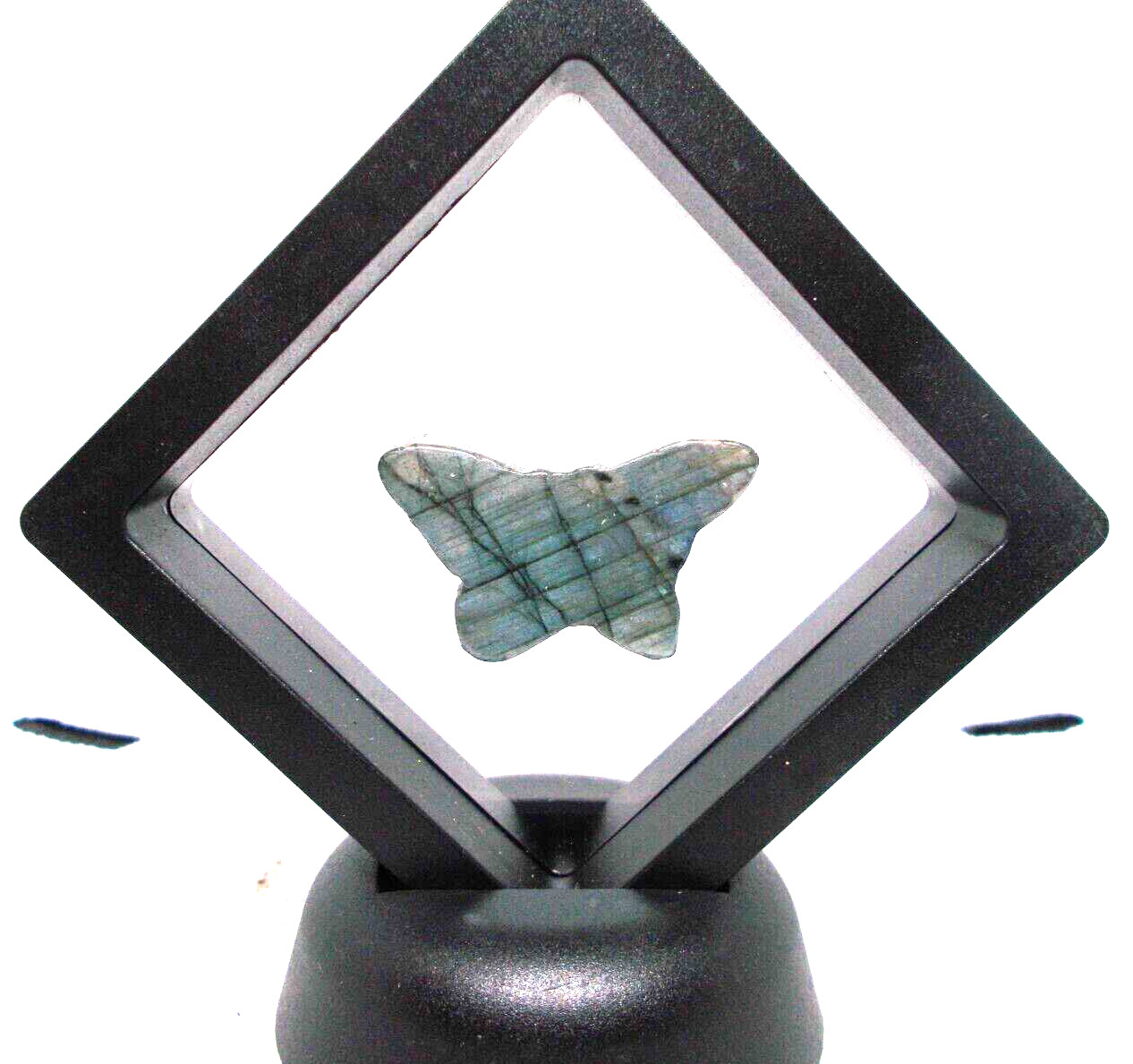 Labradorite blue carved butterfly 1 x 1/2 “in display frame