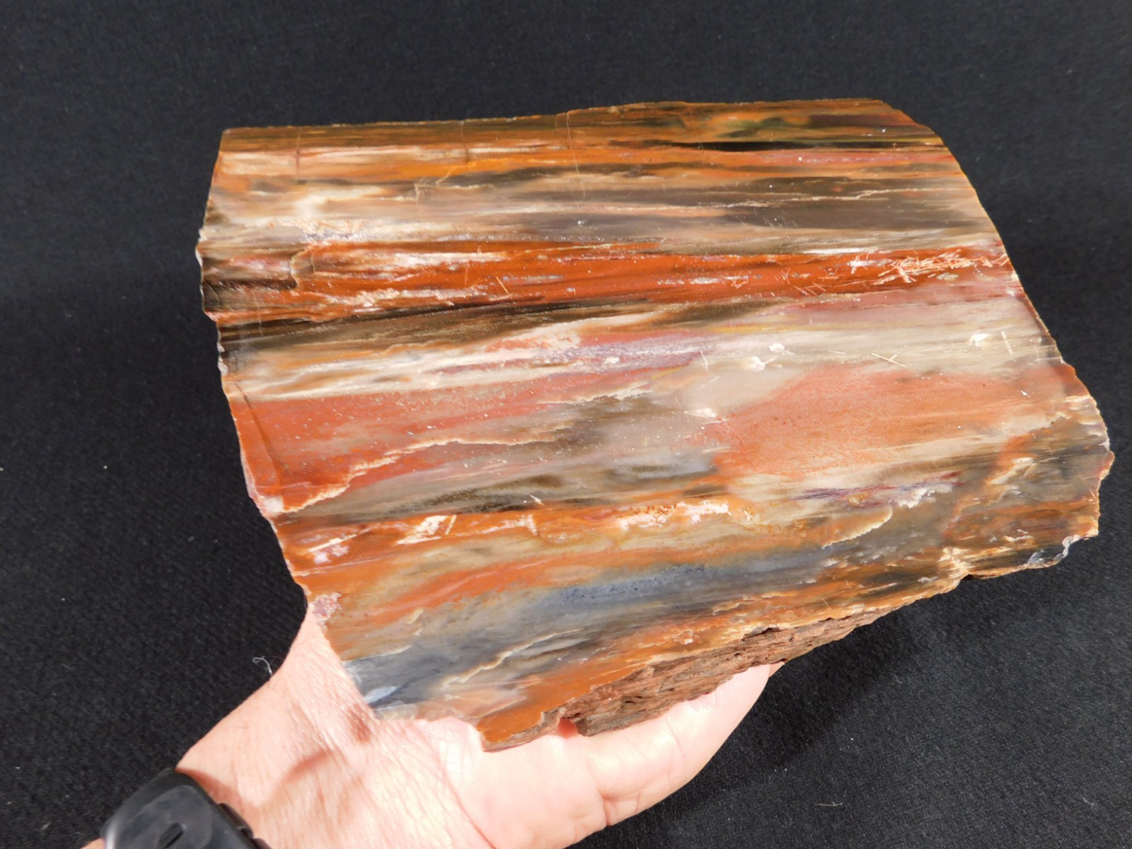 Big! 210 MILLION Year Old! Polished Petrified RAINBOW WOOD Fossil Arizona 1960gr
