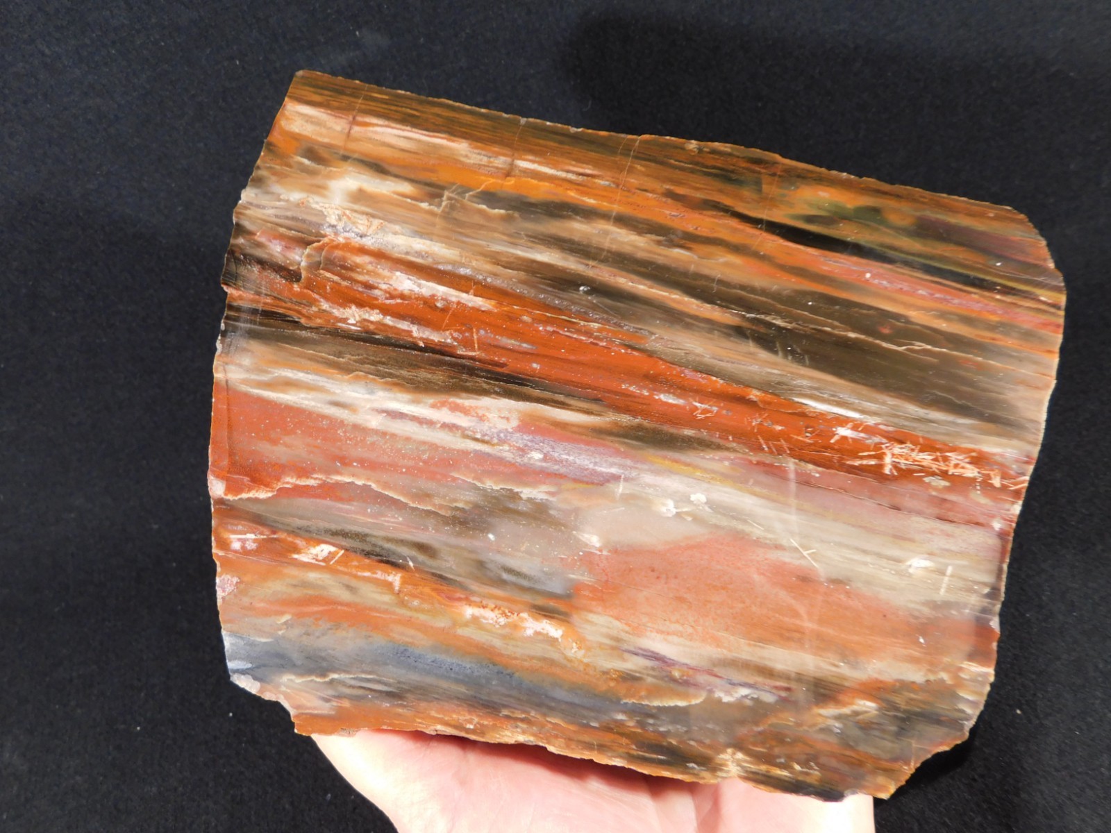 Big! 210 MILLION Year Old! Polished Petrified RAINBOW WOOD Fossil Arizona 1960gr