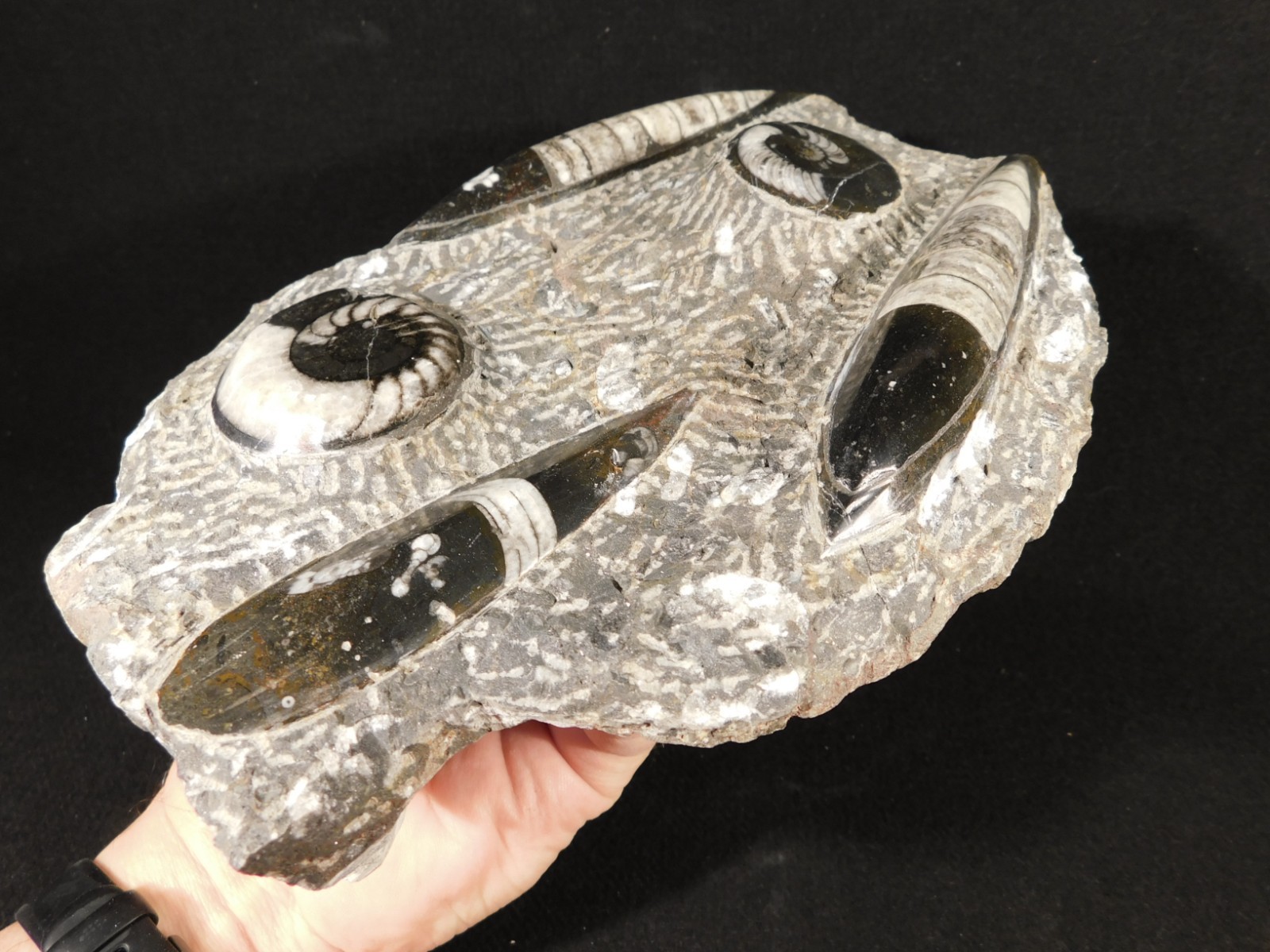 Polished Goniatite and Orthoceras Fossils in Big FREE Standing Matrix! 1686gr