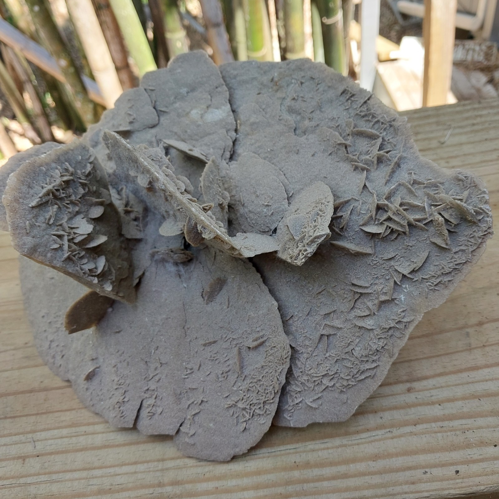 Desert Rose Selenite Gypsum Crystal Formation Mineral Specimen 12″ By 7″