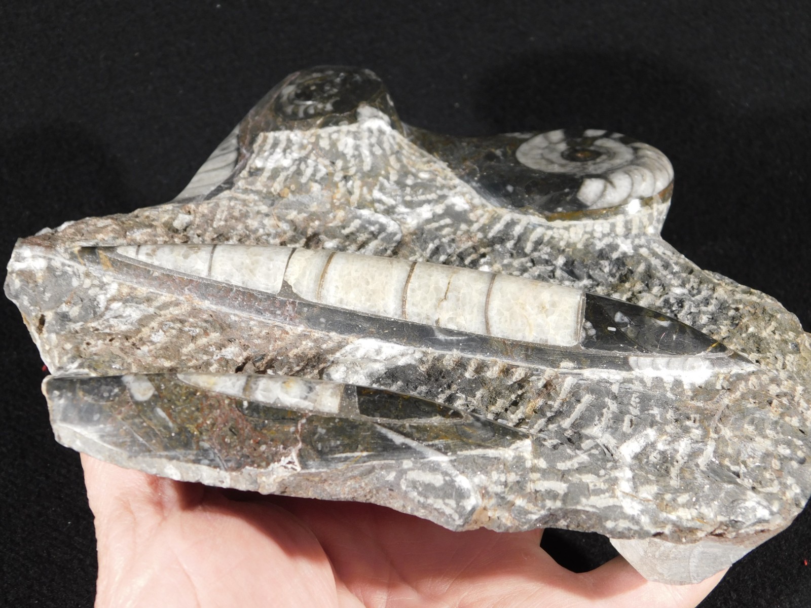 TWO! FREE Standing Polished Goniatites and TWO Orthoceras Fossils Morocco 1121gr