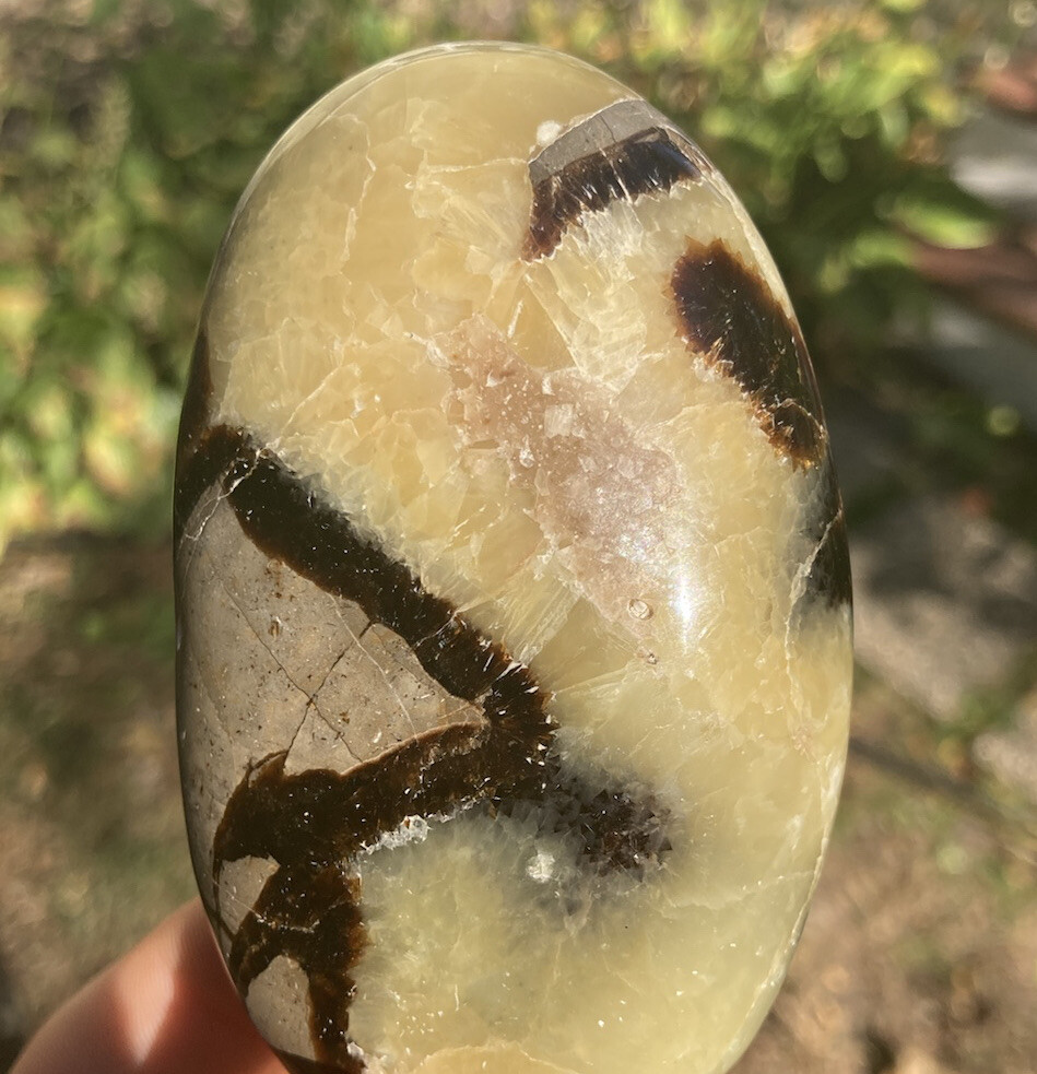 293g Polished SEPTARIAN Palm Stone Healing Crystal Mahajanga Madagascar 3.7″